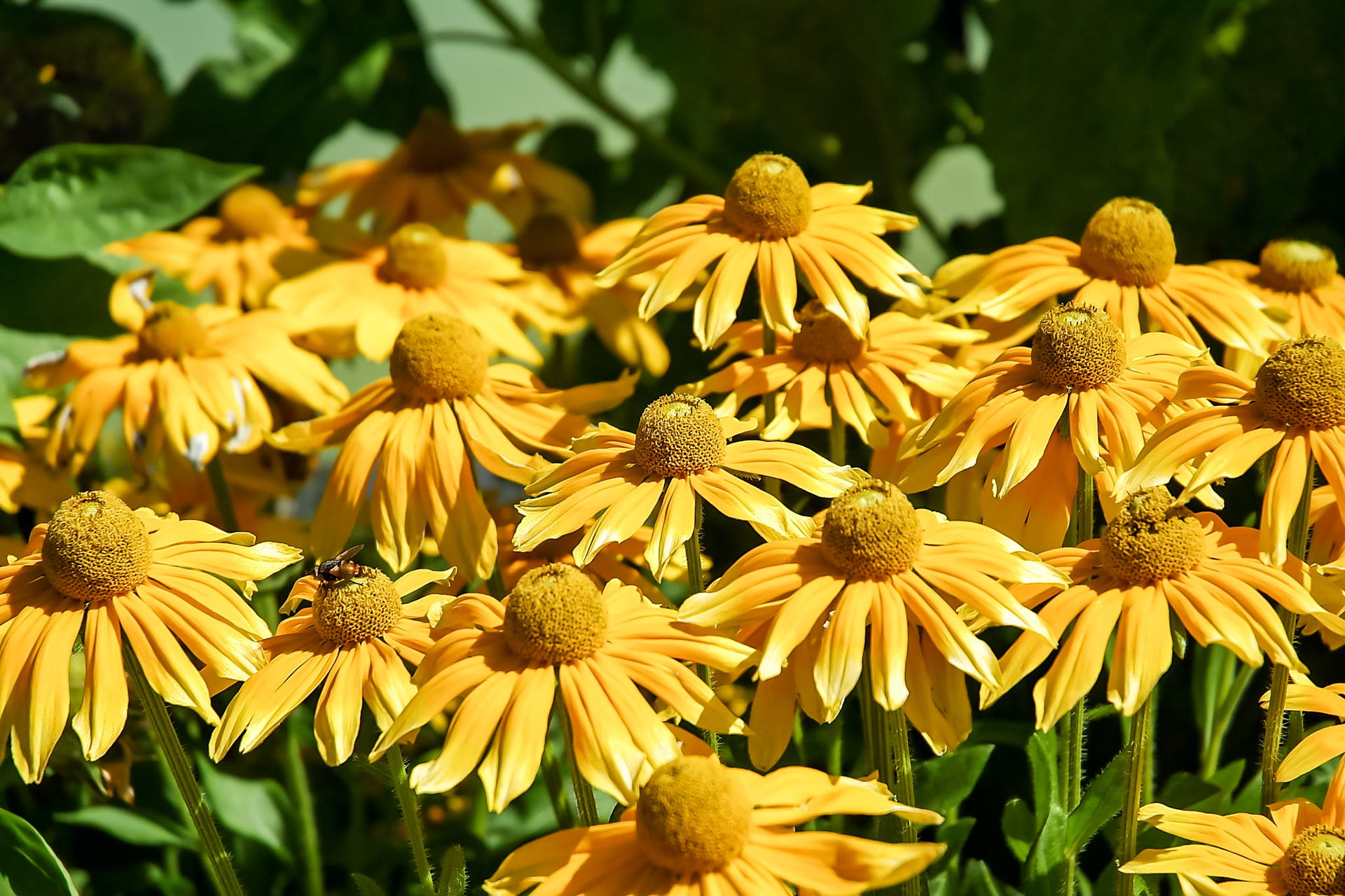 Sunflowers in Paris garden