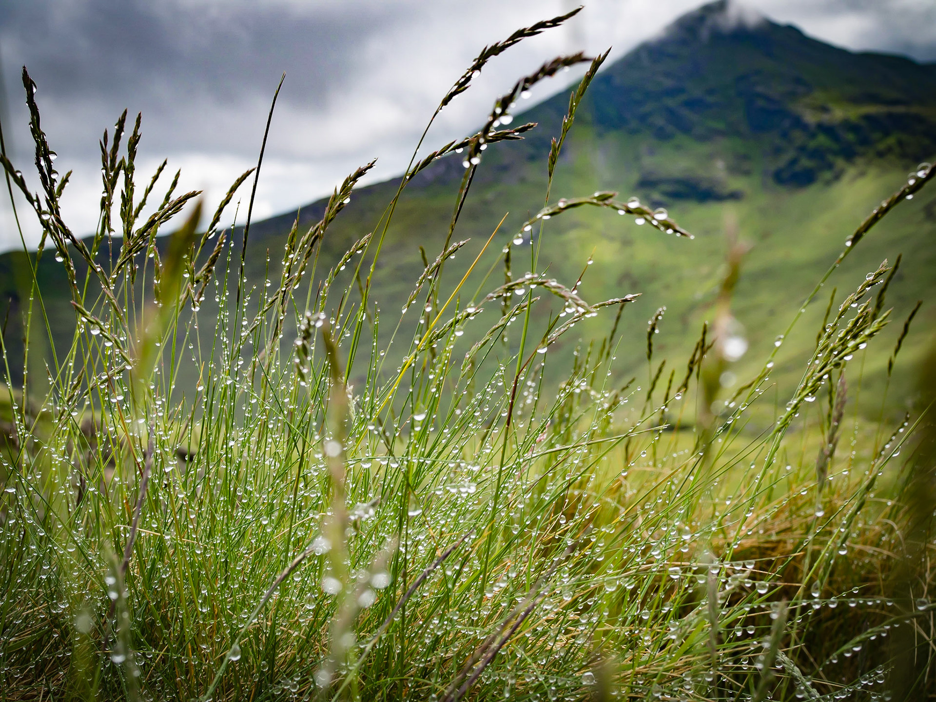Wet grass on Mount Snowdon Wales