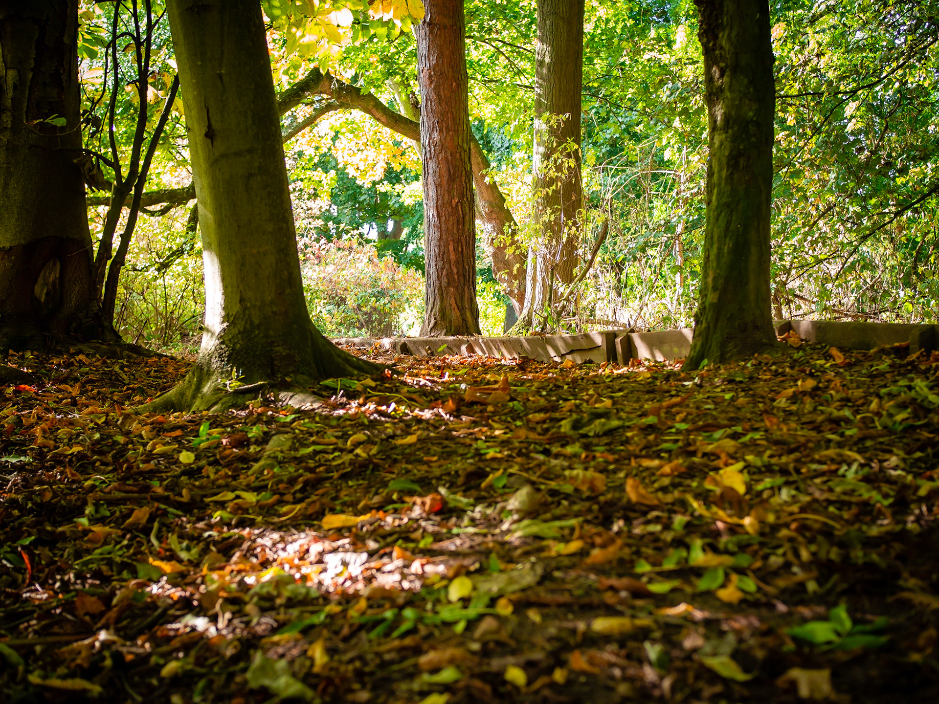 A walk in the woods Coombe Abbey Park Warwickshire