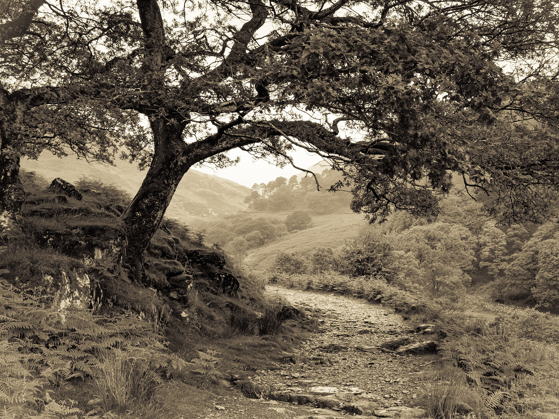 Tree on the Watkin path climbing Mount Snowdon Wales