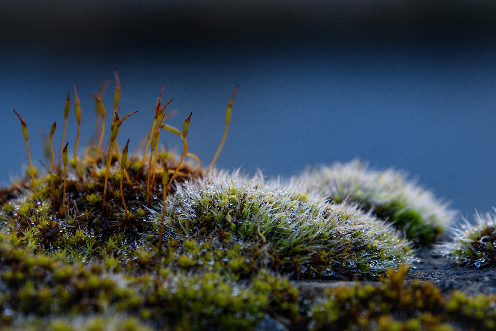 L'infiniment petit me nourrit. J'aime regarder au delà des apparences et creuser jusqu'à la source...