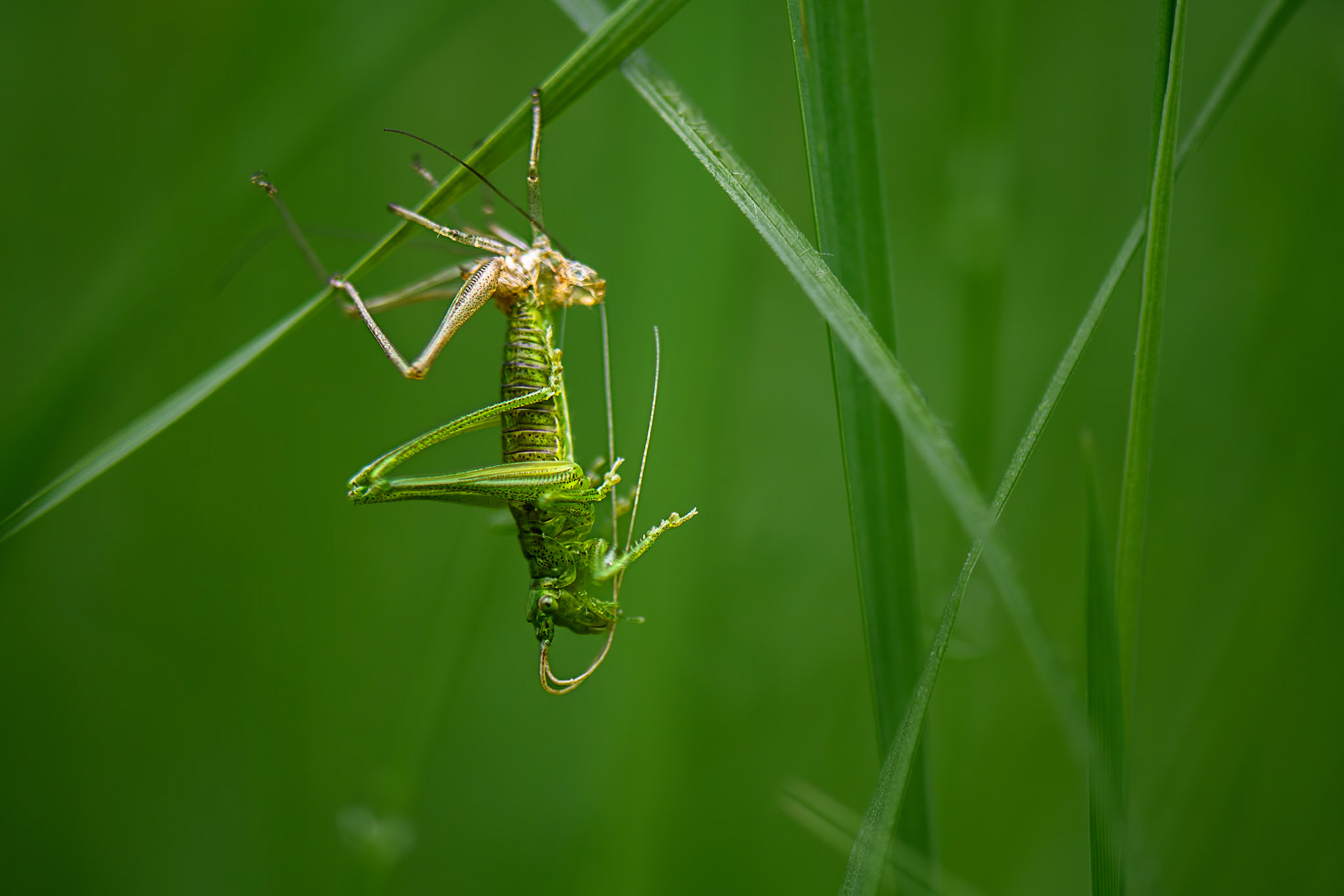 Suspendue entre deux mondes, cette mue raconte une histoire de métamorphose et de renouveau. Dans l’écrin d’un vert infini, l’insecte se dépouille de son passé pour embrasser un futur fragile. À travers ce détail presque invisible, c’est l’écho de l’univers tout entier qui résonne, nous rappelant que l’infini commence toujours par le plus petit.