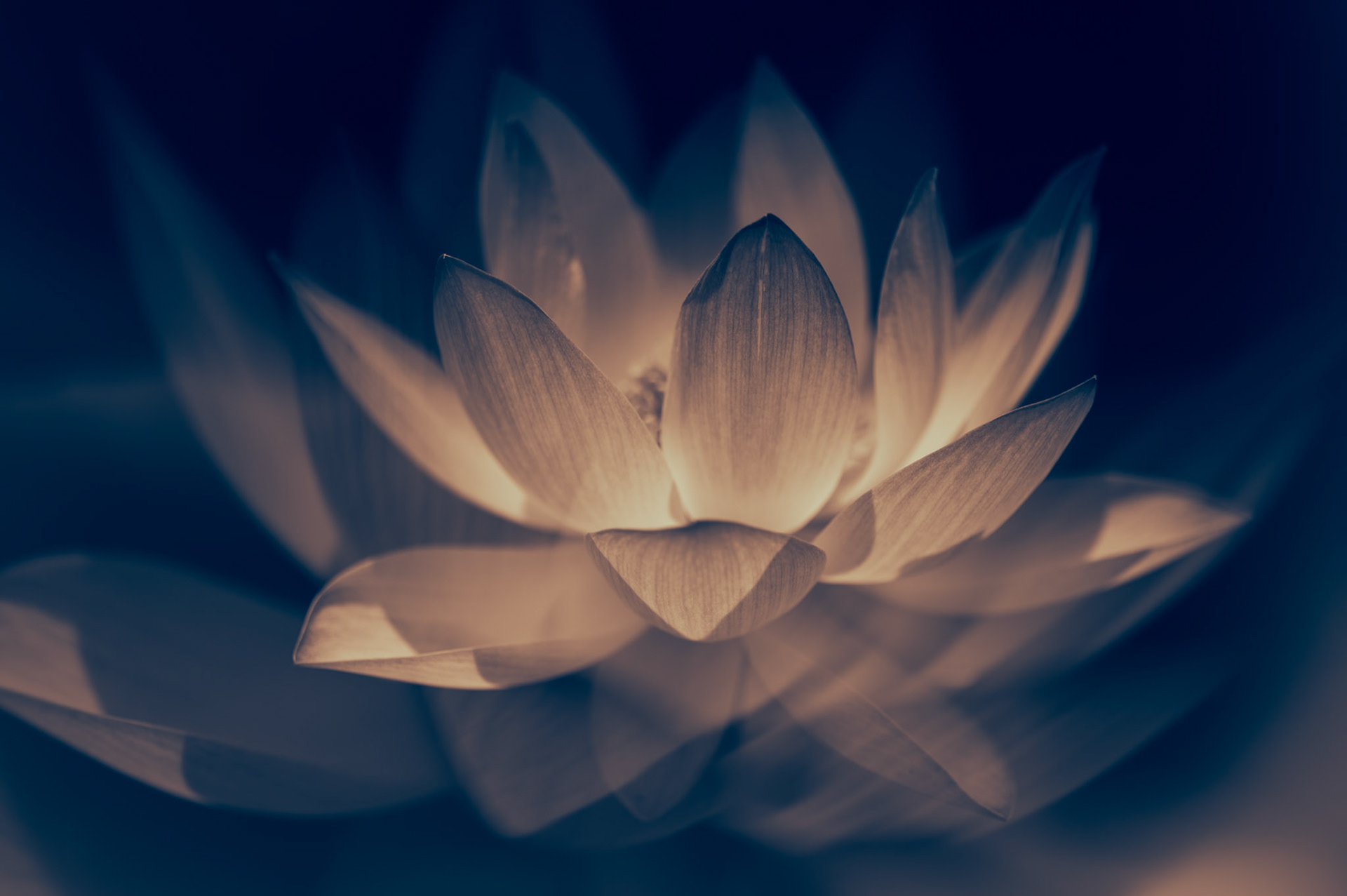 Le lotus a toujours exercé sur moi une fascination particulière. Plus qu’une simple fleur, il est devenu avec le temps un guide, une source d’inspiration profonde, presque un compagnon de route. J’ai fini par le considérer comme mon végétal totem, au point de l’inscrire sur ma peau pour qu’il m’accompagne à chaque instant.Ce tatouage n’est pas un simple ornement. C’est un rappel permanent, un mantra qui me ramène à l’essentiel : il est toujours possible de s’élever, de chercher la lumière et de s’y ouvrir pleinement.C’est cela qui me touche profondément chez le lotus. Il ne reste pas prisonnier de l’ombre, de la boue dans laquelle il pousse. Il ne renie pas la nuit, mais il en fait une marche vers le jour.Chaque jour, il choisit la clarté, comme une évidence. Sa beauté ne vient pas seulement de sa forme, mais de ce lien intime avec la lumière qui l’accueille et le sublime.La lumière, pour moi, n’est pas qu’un symbole : c’est un état d’esprit, une façon de regarder la vie. Elle éclaire nos blessures, elle révèle notre dignité, elle nous rappelle que nous ne sommes pas définis par l’obscurité mais par l’élan intérieur qui nous pousse à la dépasser.Alors, chaque fois que je doute, que je vacille ou que je me sens submergée, je pense au lotus, immaculé malgré la boue. Il me ramène à cette conviction : nous avons le choix. Celui de nous laisser engloutir par nos difficultés ou celui de nous redresser, d’avancer et de grandir malgré tout. C’est en lui que je trouve ma force. Il m’inspire à chercher ma propre clarté, à rayonner malgré les épreuves.Et c’est ainsi que je choisis de vivre : en m’élevant, droite, digne, et tournée vers la lumière.