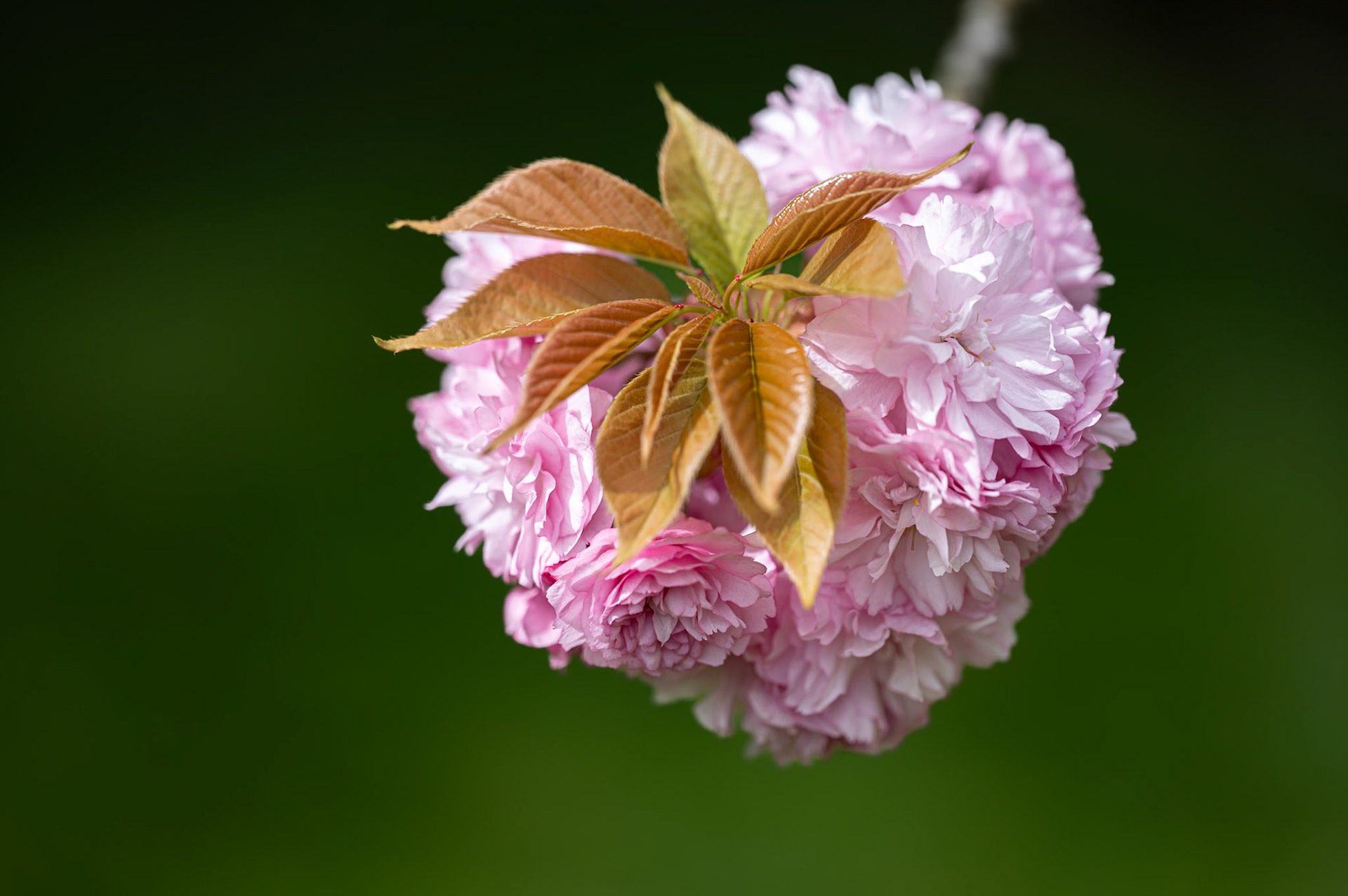 L'amour c'est regarder dans la même direction, main dans la main, épaule contre épaule. C'est croire en l'autre plus que lui-même...