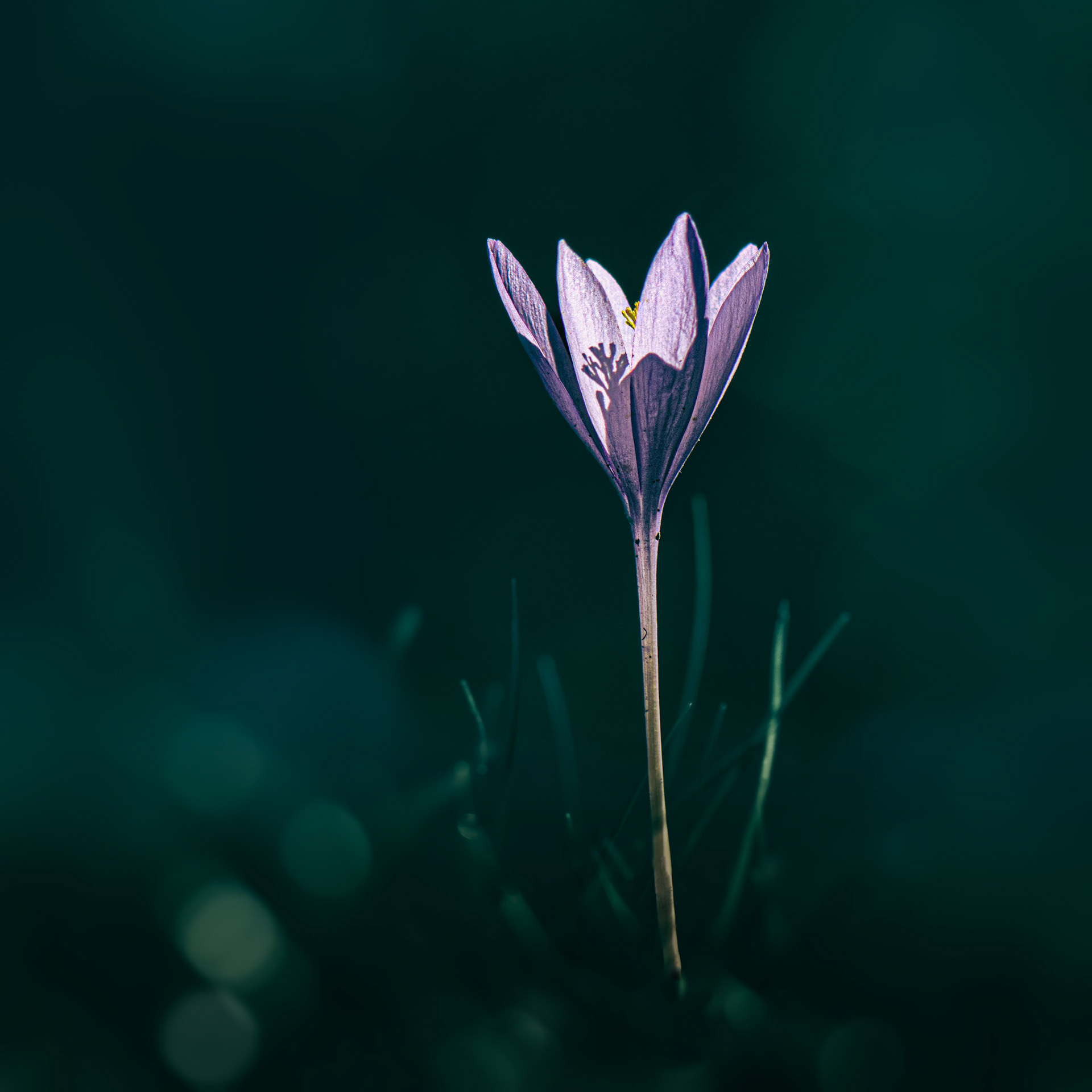 Ne laisse personne éteindre ta lumière. Laisse là guider tes pas et éclairer ton chemin...