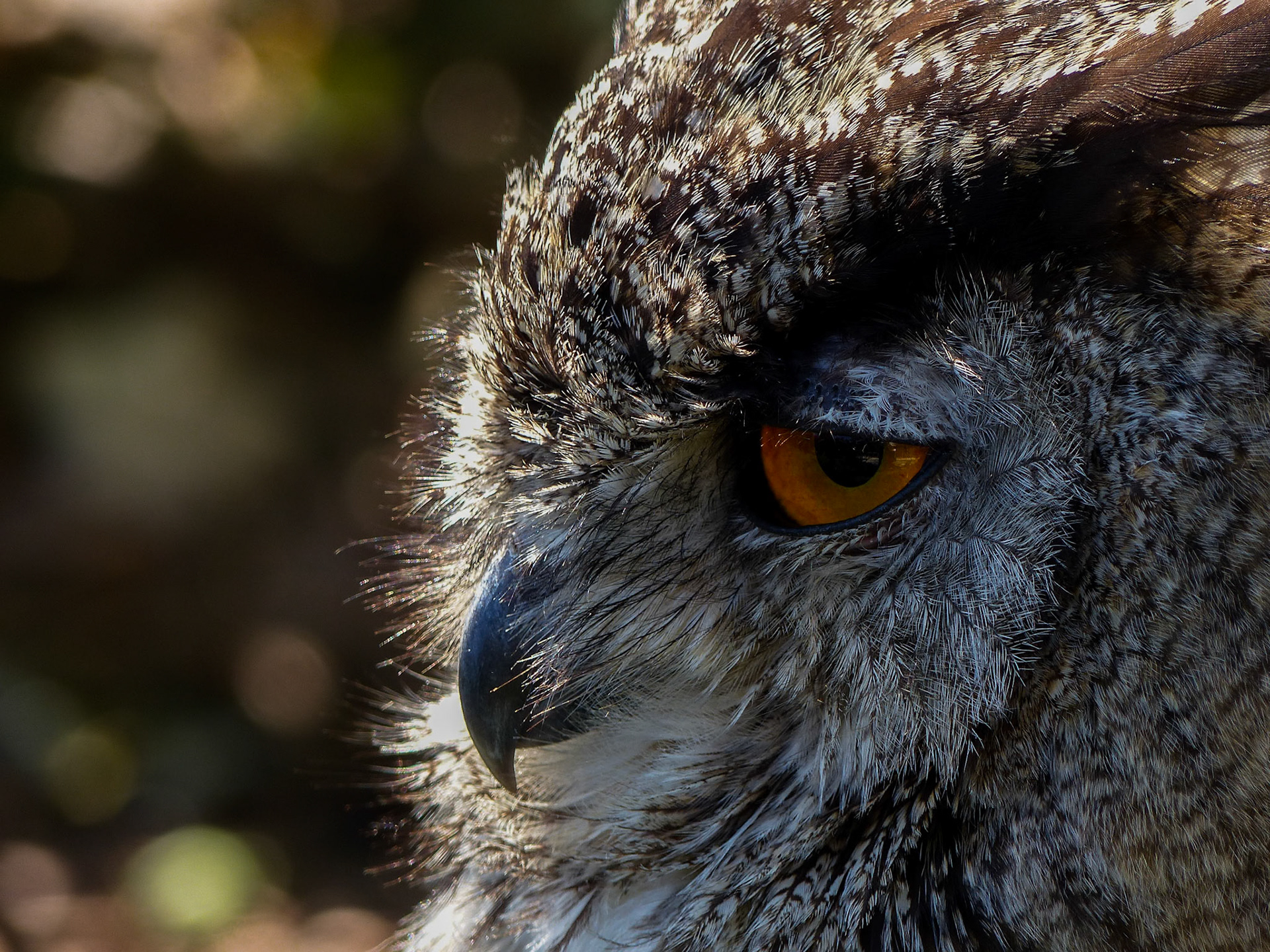 L'oeil est le miroir de l'âme et il ne triche pas...