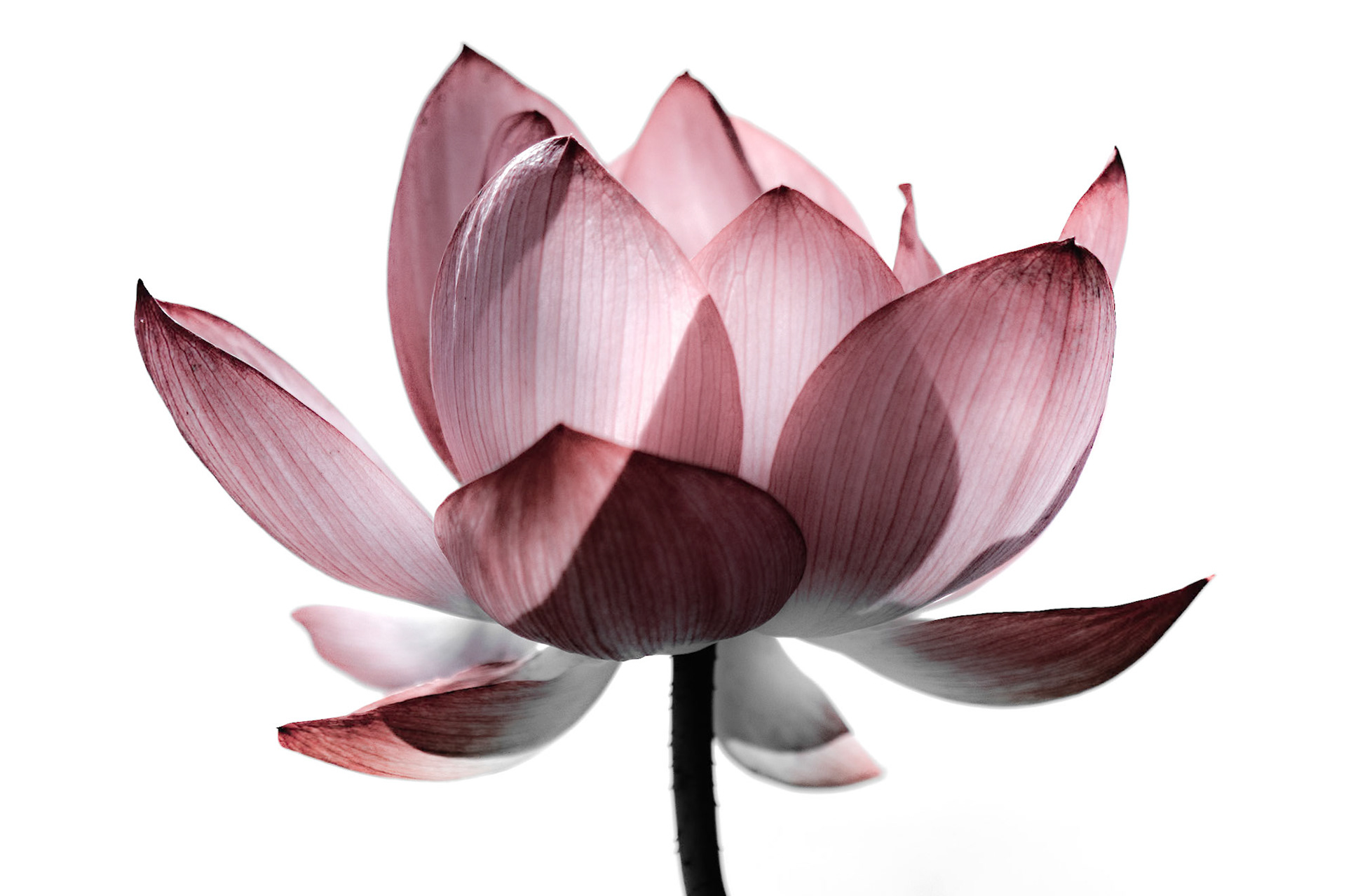 Si je devais être une fleur, je serais un lotus...Comme lui, je suis toute en rondeur.Comme lui, je suis vivace.Comme lui j’ai besoin de chaleur.A l’image de ses pétales hydrofuges, les aléas de la vie glissent sur moi.A l’image de sa graine qui détient le record de longévité grâce à son péricarpe, je me suis forgé une carapace.A l'image de ce qu'il inspire, je suis calme, zen et méditante.Quand une rencontre avec le lotus se transforme en une rencontre avec moi-même...