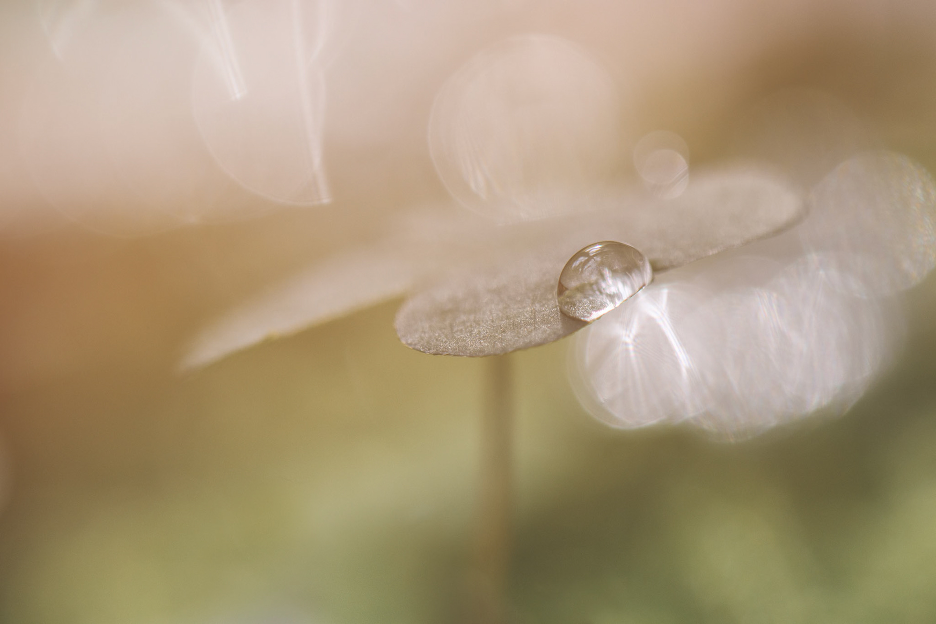 L'infiniment petit me nourrit...J'aime regarder au delà des apparences et creuser jusqu'à la source.Qu'il s'agisse de nature humaine ou de nature tout court.S'efforcer de regarder plus loin et aller chercher l'émotion au plus profond des choses, au plus profond des autres, au plus profond de soi. Certes la tâche n'est pas aisée, il faut de la patience, de la persévérance mais quelle satisfaction lorsqu'on y parvient.Cette sensation de se rapprocher à chaque fois un peu plus de la vérité...
