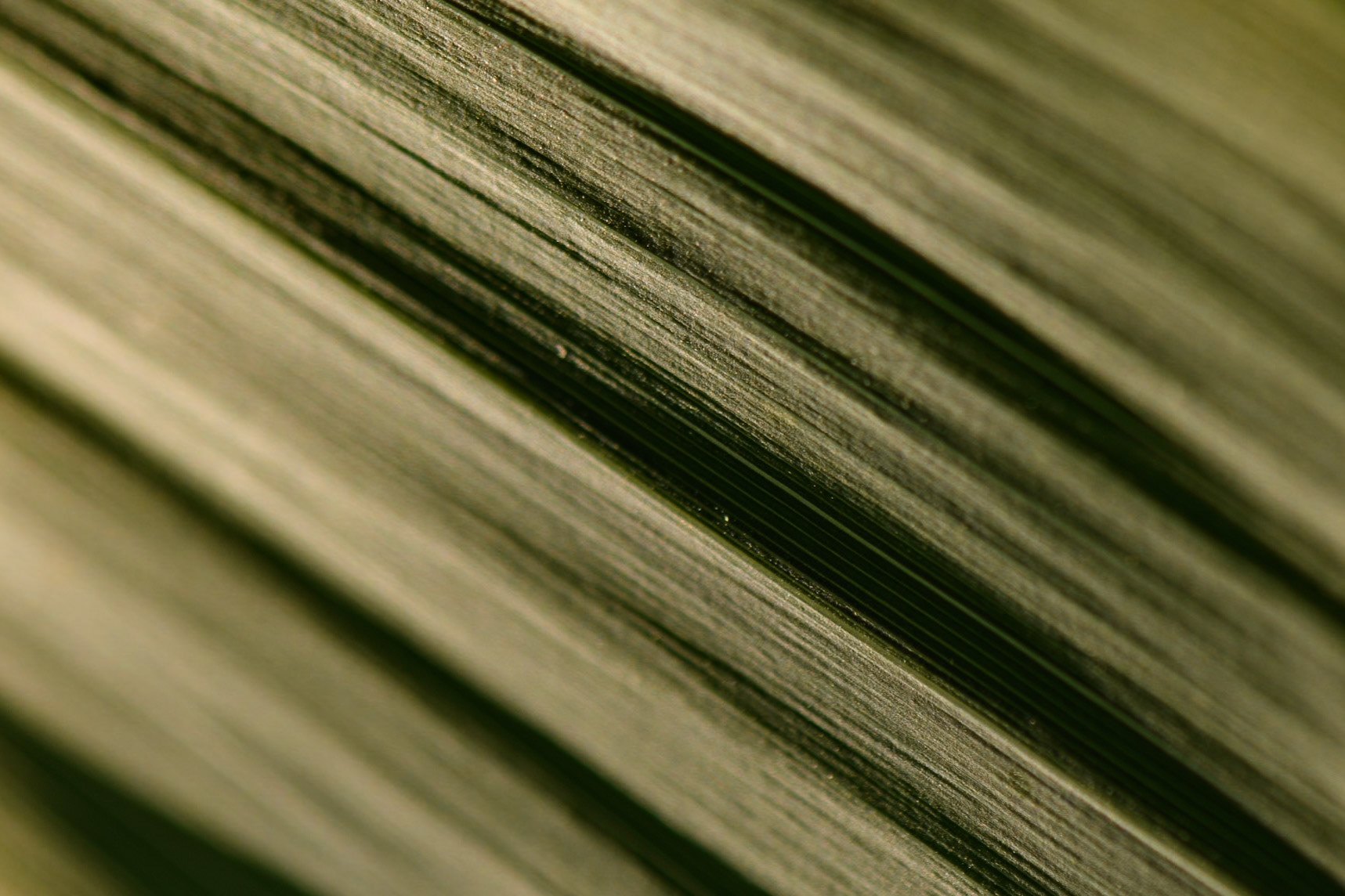 Sous l'apparente simplicité, l'invisible architecture du vivant nous murmure l'art du détail...