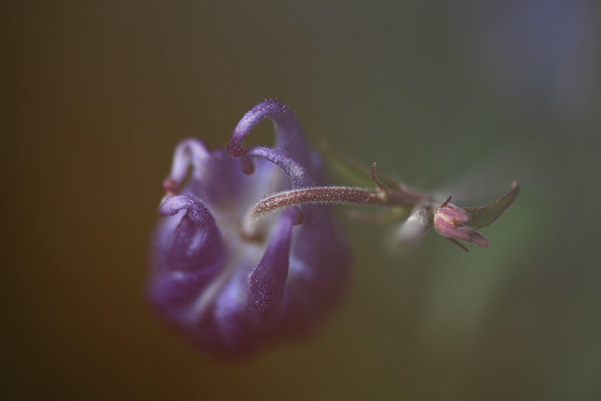 Mais l'ancolie heureuse. Je pourrais mourir là, d'un coeur trop gros de bonheur qu'il finirait par éclater...