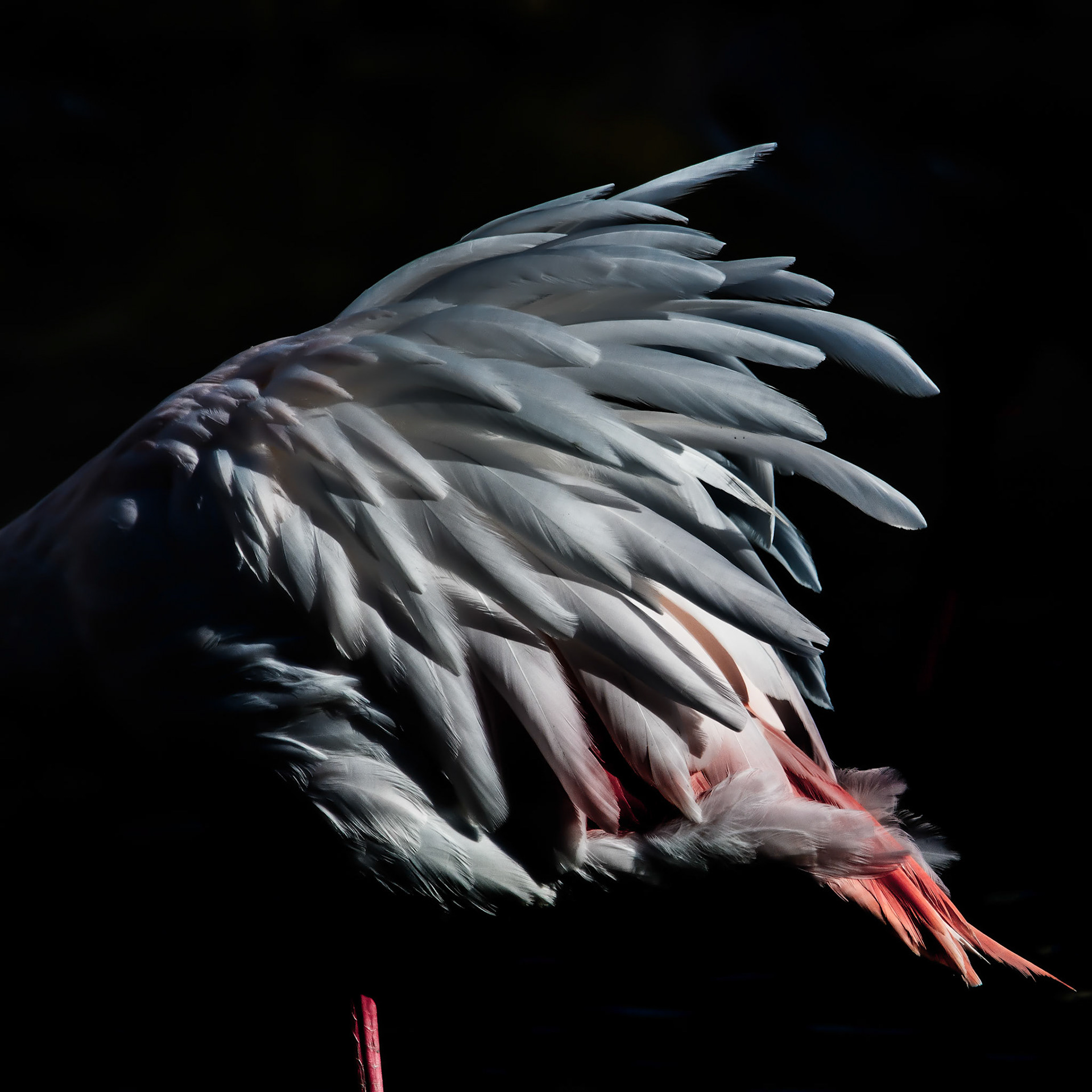 La légereté d'un éventail et la douceur d'un truc en plumes...