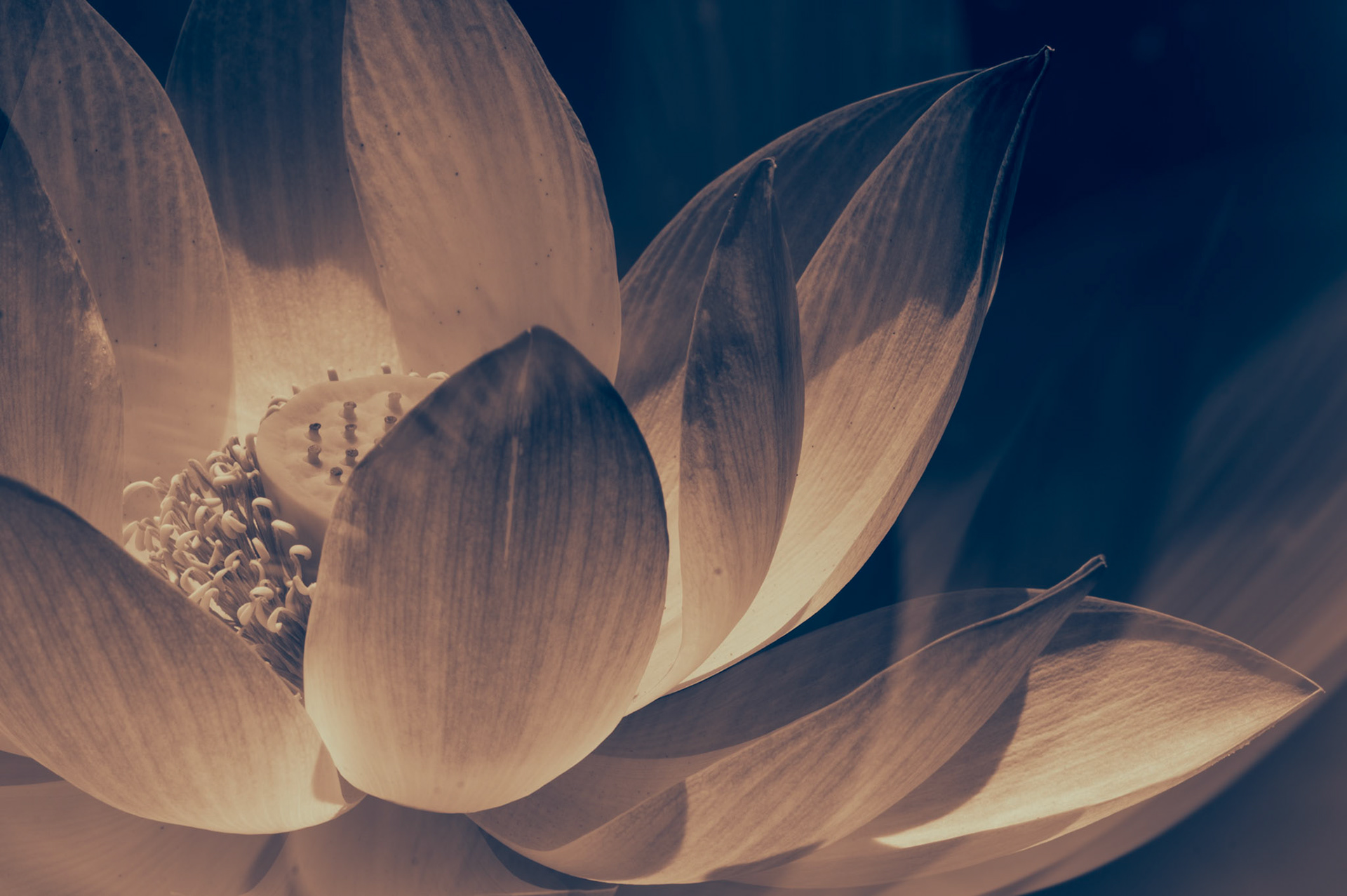 Le lotus a toujours exercé sur moi une fascination particulière. Plus qu’une simple fleur, il est devenu avec le temps un guide, une source d’inspiration profonde, presque un compagnon de route. J’ai fini par le considérer comme mon végétal totem, au point de l’inscrire sur ma peau pour qu’il m’accompagne à chaque instant.Ce tatouage n’est pas un simple ornement. C’est un rappel permanent, un mantra qui me ramène à l’essentiel : il est toujours possible de s’élever, de chercher la lumière et de s’y ouvrir pleinement.C’est cela qui me touche profondément chez le lotus. Il ne reste pas prisonnier de l’ombre, de la boue dans laquelle il pousse. Il ne renie pas la nuit, mais il en fait une marche vers le jour.Chaque jour, il choisit la clarté, comme une évidence. Sa beauté ne vient pas seulement de sa forme, mais de ce lien intime avec la lumière qui l’accueille et le sublime.La lumière, pour moi, n’est pas qu’un symbole : c’est un état d’esprit, une façon de regarder la vie. Elle éclaire nos blessures, elle révèle notre dignité, elle nous rappelle que nous ne sommes pas définis par l’obscurité mais par l’élan intérieur qui nous pousse à la dépasser.Alors, chaque fois que je doute, que je vacille ou que je me sens submergée, je pense au lotus, immaculé malgré la boue. Il me ramène à cette conviction : nous avons le choix. Celui de nous laisser engloutir par nos difficultés ou celui de nous redresser, d’avancer et de grandir malgré tout. C’est en lui que je trouve ma force. Il m’inspire à chercher ma propre clarté, à rayonner malgré les épreuves.Et c’est ainsi que je choisis de vivre : en m’élevant, droite, digne, et tournée vers la lumière.