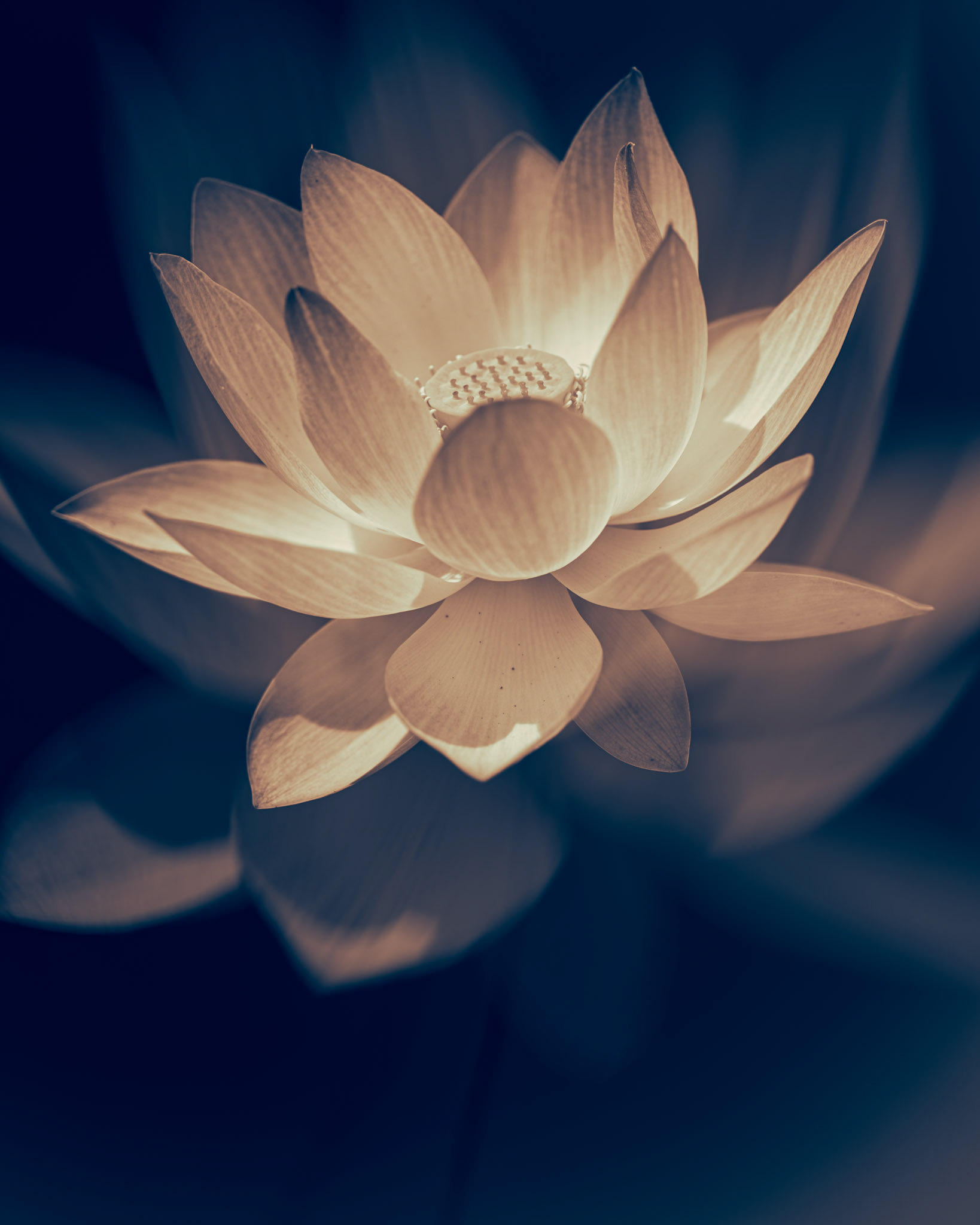 Le lotus a toujours exercé sur moi une fascination particulière. Plus qu’une simple fleur, il est devenu avec le temps un guide, une source d’inspiration profonde, presque un compagnon de route. J’ai fini par le considérer comme mon végétal totem, au point de l’inscrire sur ma peau pour qu’il m’accompagne à chaque instant.Ce tatouage n’est pas un simple ornement. C’est un rappel permanent, un mantra qui me ramène à l’essentiel : il est toujours possible de s’élever, de chercher la lumière et de s’y ouvrir pleinement.C’est cela qui me touche profondément chez le lotus. Il ne reste pas prisonnier de l’ombre, de la boue dans laquelle il pousse. Il ne renie pas la nuit, mais il en fait une marche vers le jour.Chaque jour, il choisit la clarté, comme une évidence. Sa beauté ne vient pas seulement de sa forme, mais de ce lien intime avec la lumière qui l’accueille et le sublime.La lumière, pour moi, n’est pas qu’un symbole : c’est un état d’esprit, une façon de regarder la vie. Elle éclaire nos blessures, elle révèle notre dignité, elle nous rappelle que nous ne sommes pas définis par l’obscurité mais par l’élan intérieur qui nous pousse à la dépasser.Alors, chaque fois que je doute, que je vacille ou que je me sens submergée, je pense au lotus, immaculé malgré la boue. Il me ramène à cette conviction : nous avons le choix. Celui de nous laisser engloutir par nos difficultés ou celui de nous redresser, d’avancer et de grandir malgré tout. C’est en lui que je trouve ma force. Il m’inspire à chercher ma propre clarté, à rayonner malgré les épreuves.Et c’est ainsi que je choisis de vivre : en m’élevant, droite, digne, et tournée vers la lumière.