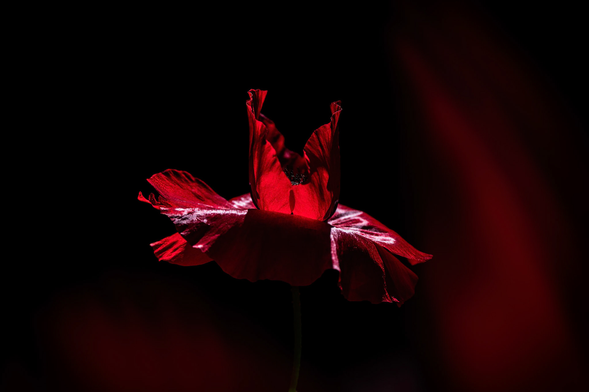 La nature s’est tue.Et la soliste est entrée en scène.Fragile. Libre. Magnifique.Le vent, tel un chorégraphe invisible,a effleuré ses pétales à la lumière du contre-jour.Alors, j’ai eu le privilège de la voir danser...