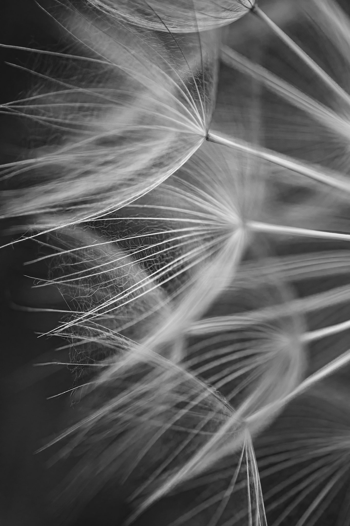 La beauté ne crie jamais. Elle chuchotte, doucement à ceux qui savent la regarder...