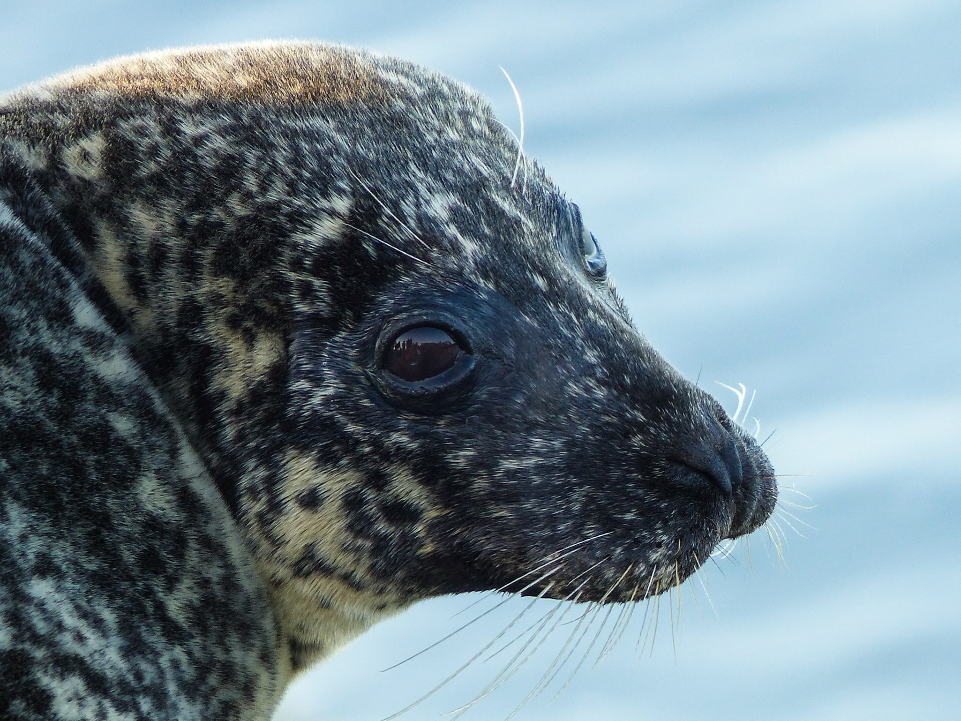 Rencontre sur les bords de Rance...