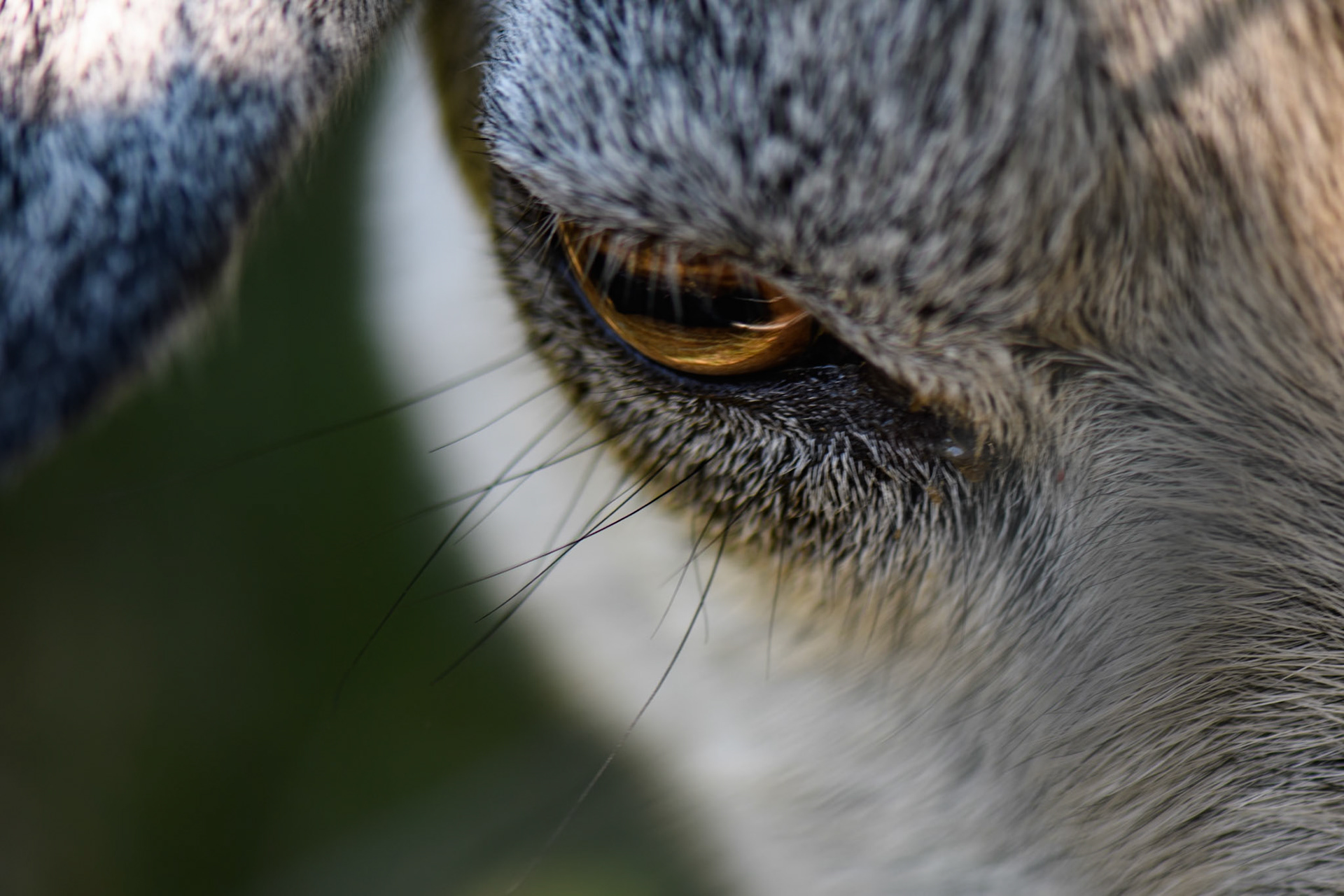 Lorsque le regard parle c'est la nature qui s'exprime...