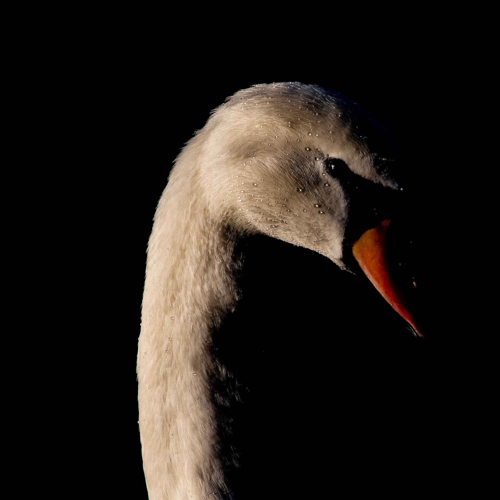 Il transpire les larmes du monde et pourtant, il avance, noble et silencieux...