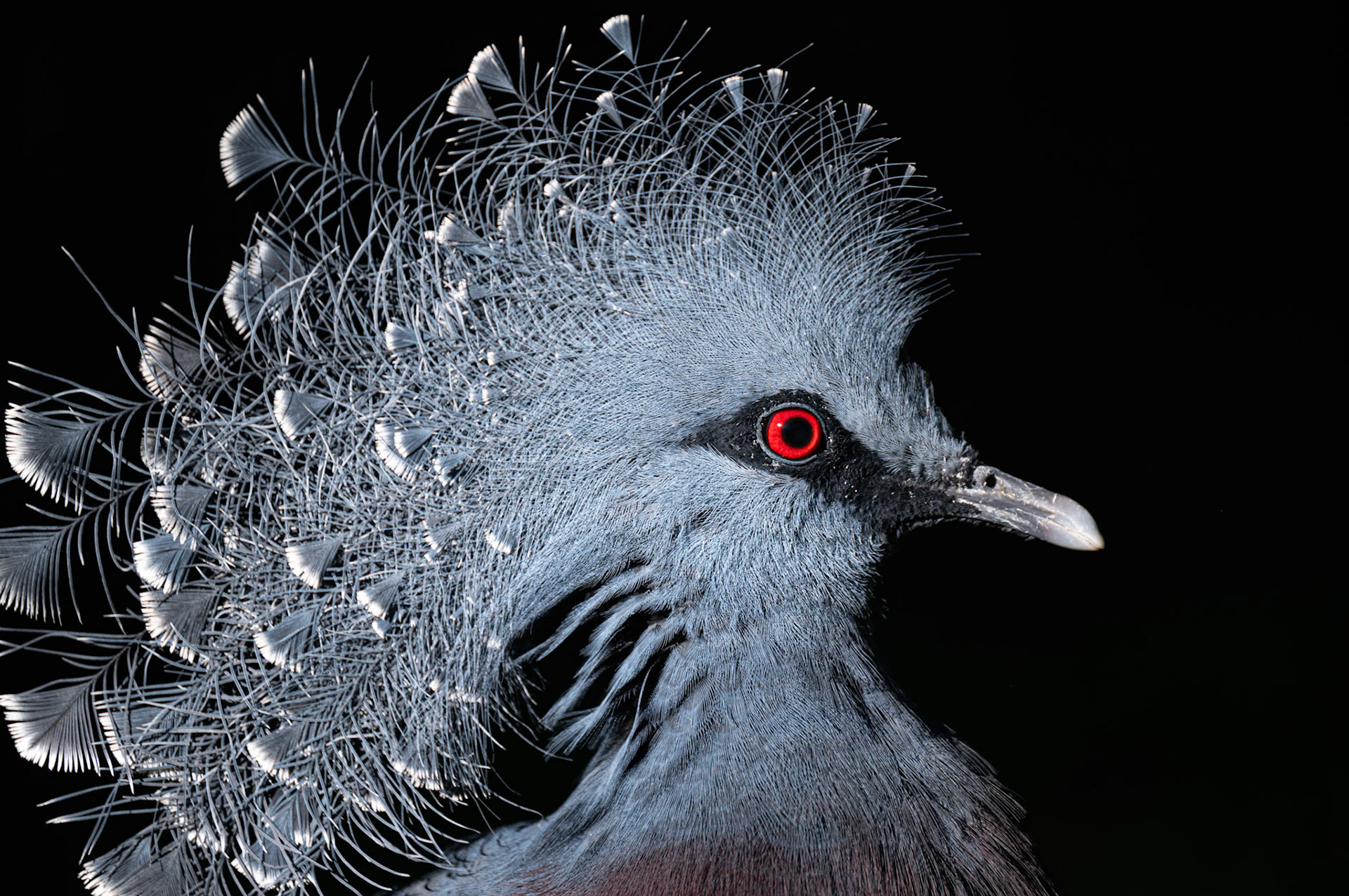 L'oiseau en habit d'apparat nous rappelle que la beauté extérieure n'est qu'un masque, parfois porté pour survivre...