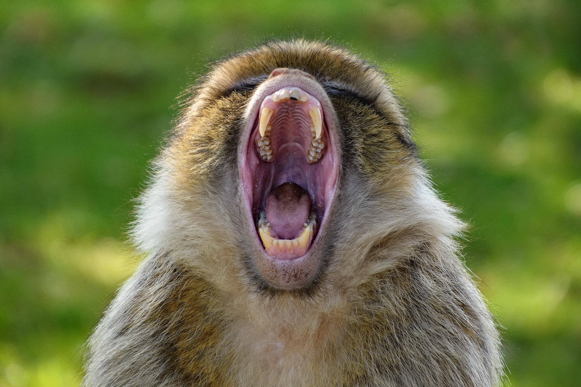 Il y a des cris nécéssaires, qui explosent pour libérer ce qu'on ne peut plus taire...