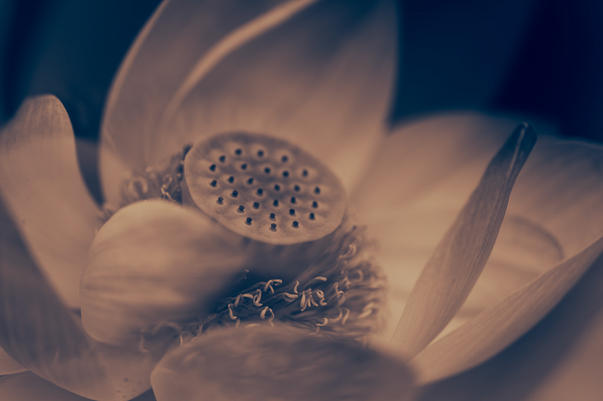 Le lotus a toujours exercé sur moi une fascination particulière. Plus qu’une simple fleur, il est devenu avec le temps un guide, une source d’inspiration profonde, presque un compagnon de route. J’ai fini par le considérer comme mon végétal totem, au point de l’inscrire sur ma peau pour qu’il m’accompagne à chaque instant.Ce tatouage n’est pas un simple ornement. C’est un rappel permanent, un mantra qui me ramène à l’essentiel : il est toujours possible de s’élever, de chercher la lumière et de s’y ouvrir pleinement.C’est cela qui me touche profondément chez le lotus. Il ne reste pas prisonnier de l’ombre, de la boue dans laquelle il pousse. Il ne renie pas la nuit, mais il en fait une marche vers le jour.Chaque jour, il choisit la clarté, comme une évidence. Sa beauté ne vient pas seulement de sa forme, mais de ce lien intime avec la lumière qui l’accueille et le sublime.La lumière, pour moi, n’est pas qu’un symbole : c’est un état d’esprit, une façon de regarder la vie. Elle éclaire nos blessures, elle révèle notre dignité, elle nous rappelle que nous ne sommes pas définis par l’obscurité mais par l’élan intérieur qui nous pousse à la dépasser.Alors, chaque fois que je doute, que je vacille ou que je me sens submergée, je pense au lotus, immaculé malgré la boue. Il me ramène à cette conviction : nous avons le choix. Celui de nous laisser engloutir par nos difficultés ou celui de nous redresser, d’avancer et de grandir malgré tout. C’est en lui que je trouve ma force. Il m’inspire à chercher ma propre clarté, à rayonner malgré les épreuves.Et c’est ainsi que je choisis de vivre : en m’élevant, droite, digne, et tournée vers la lumière.