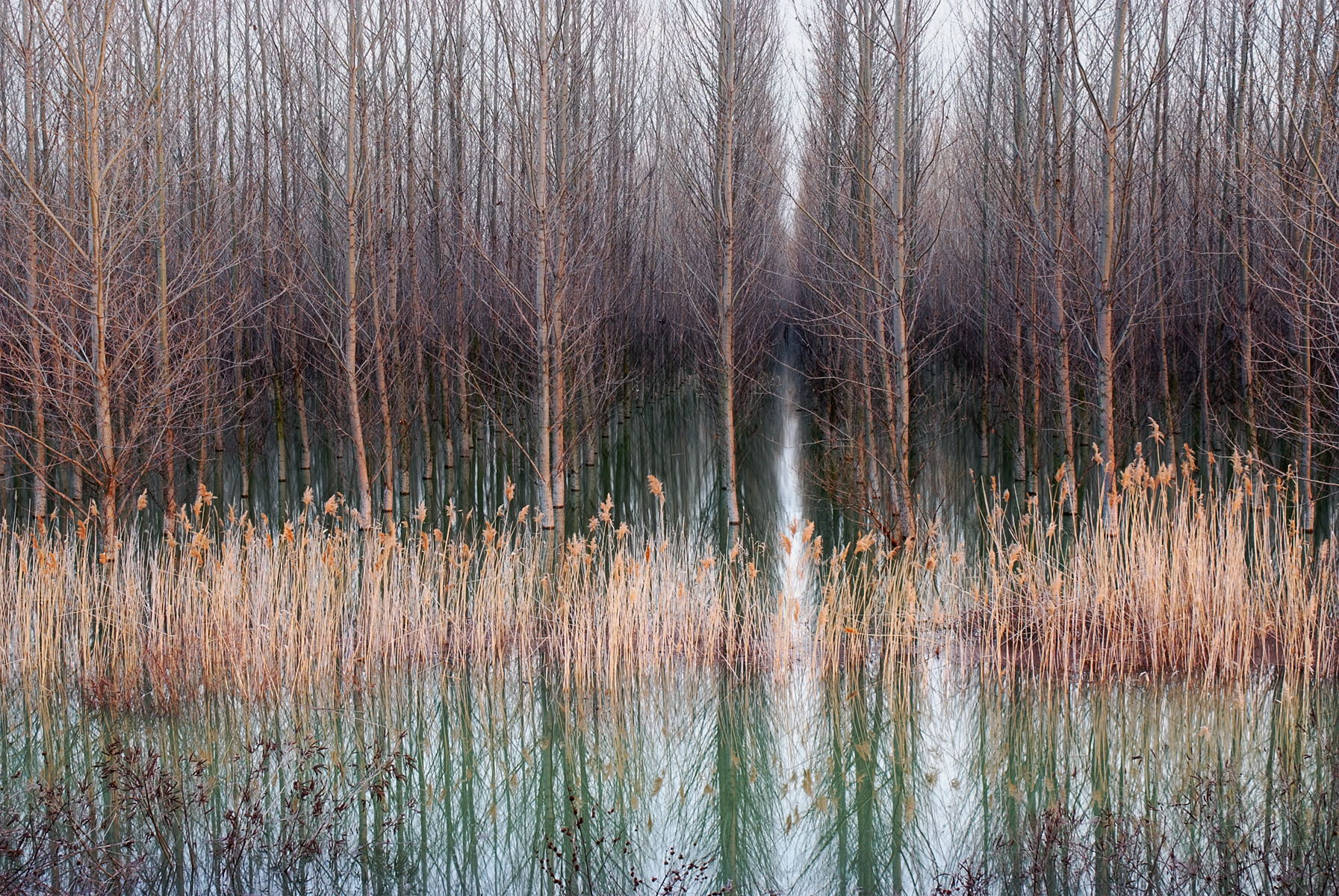 The Garden of Mirrors I