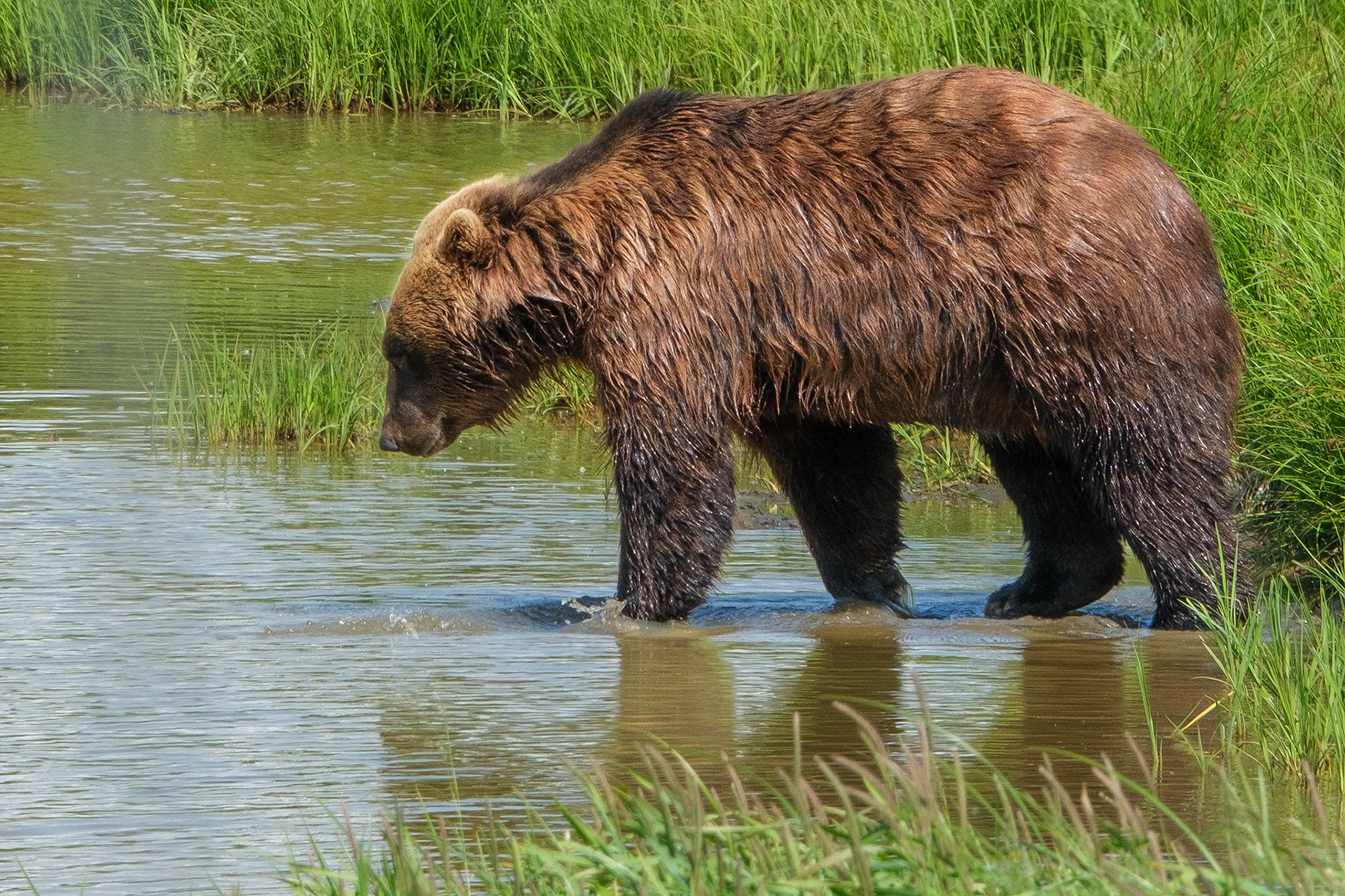 Grizzly Bear at the Alaska Wildlife Conservation Center