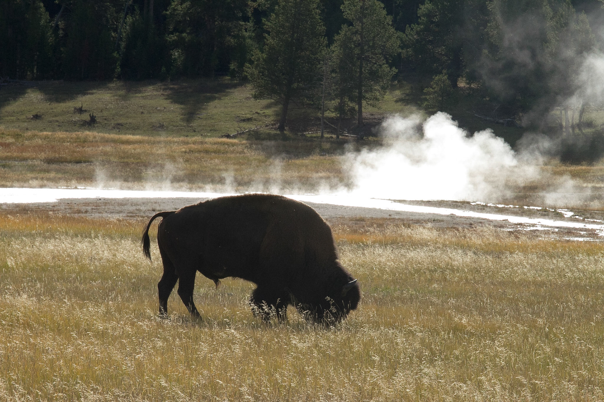 Bison in Yellowstone
