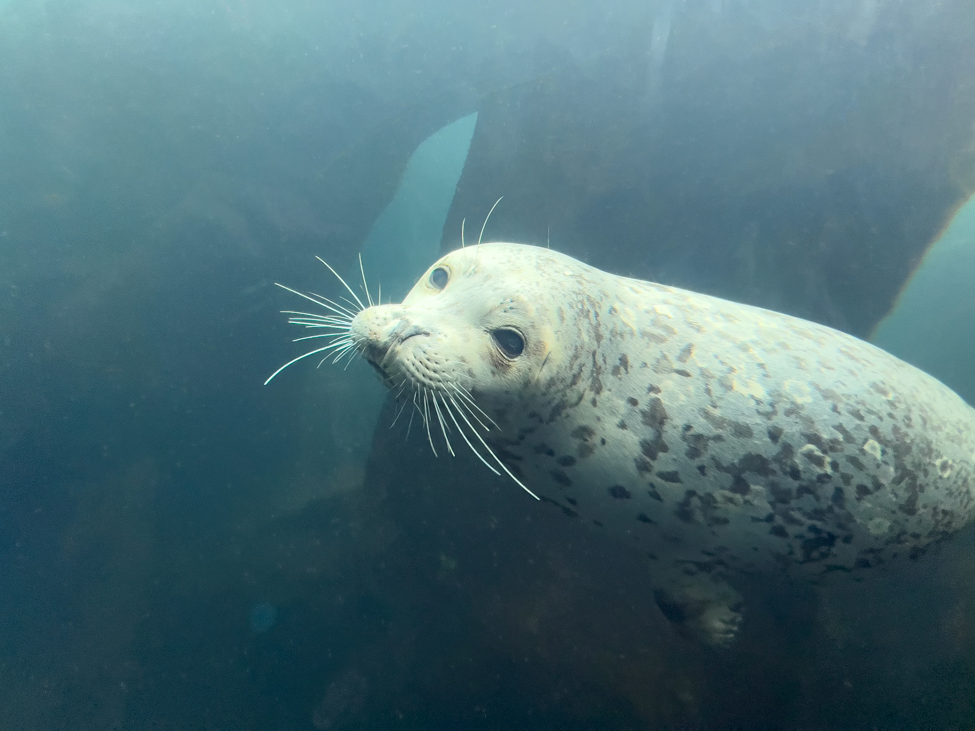 Alaska Sea Life Center, Seward