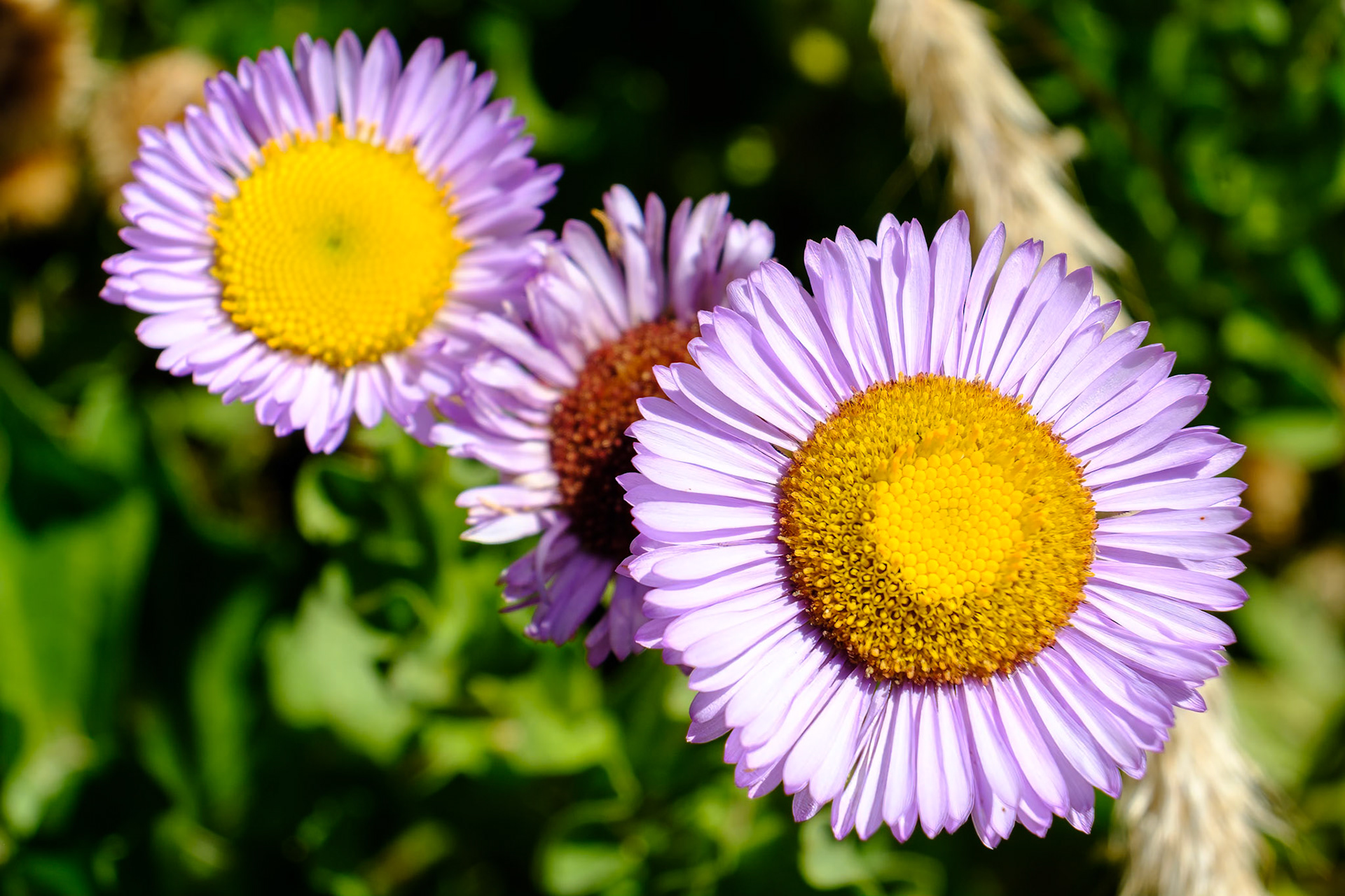 Wonderful day with my friend Shirley. Playing around with macro photography.