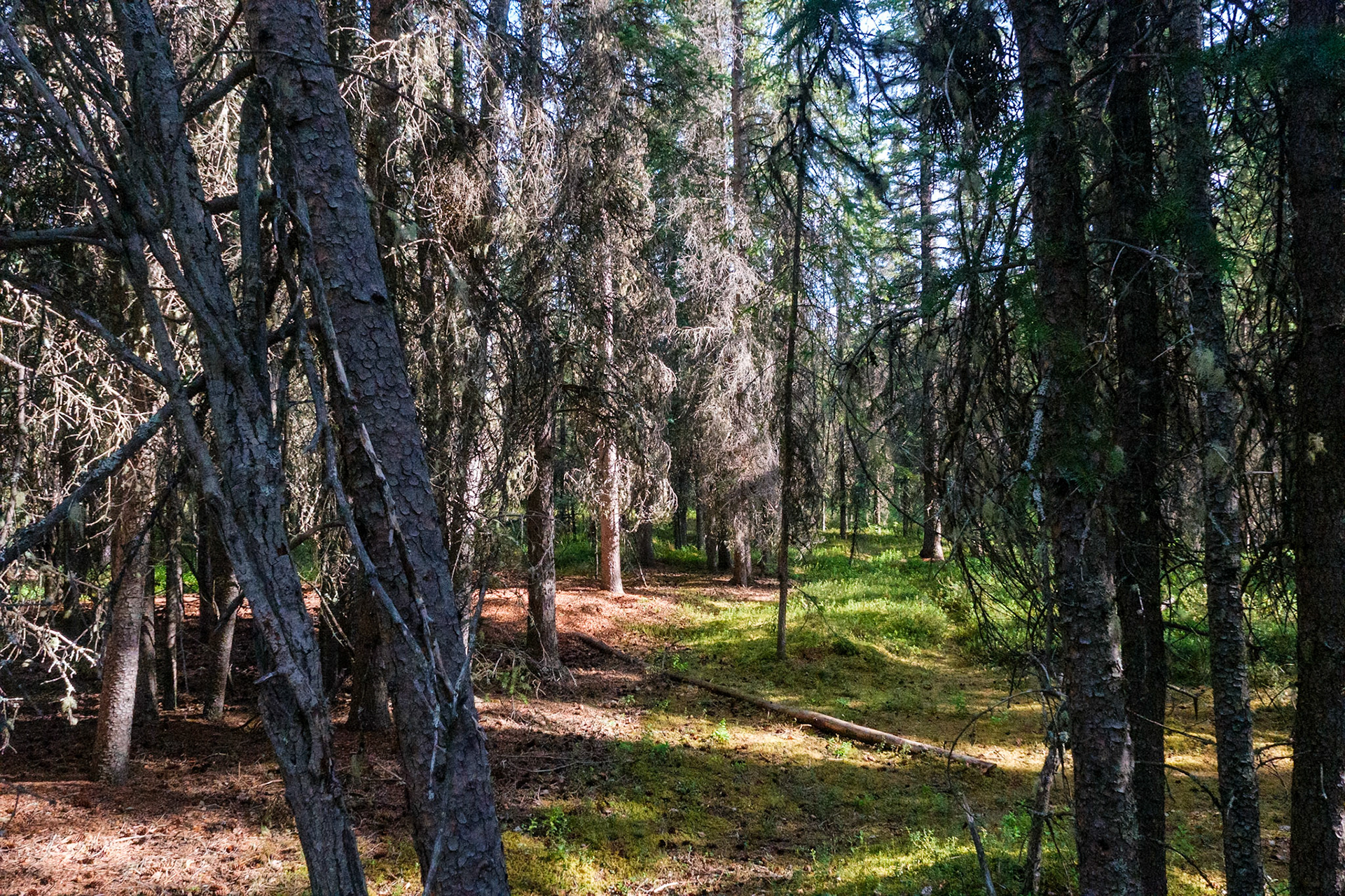 Denali National Park hike