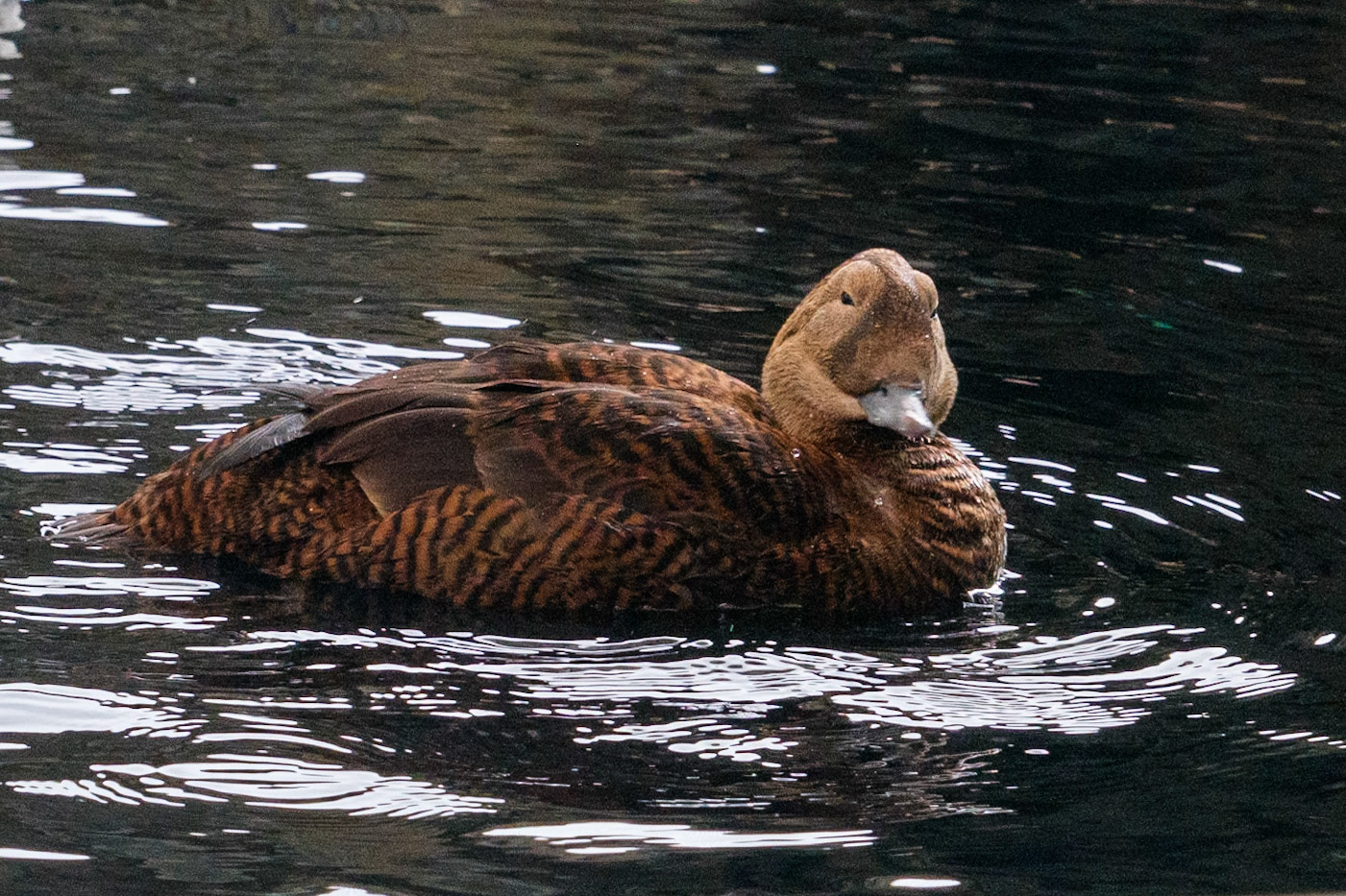 Alaska Sea Life Center, Common Eider, Seward