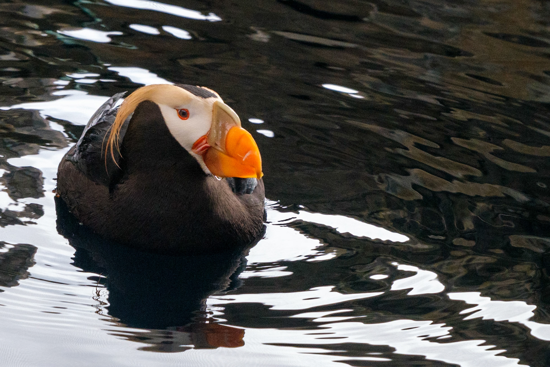 Alaska Sea Life Center, Tufted Puffin, Seward