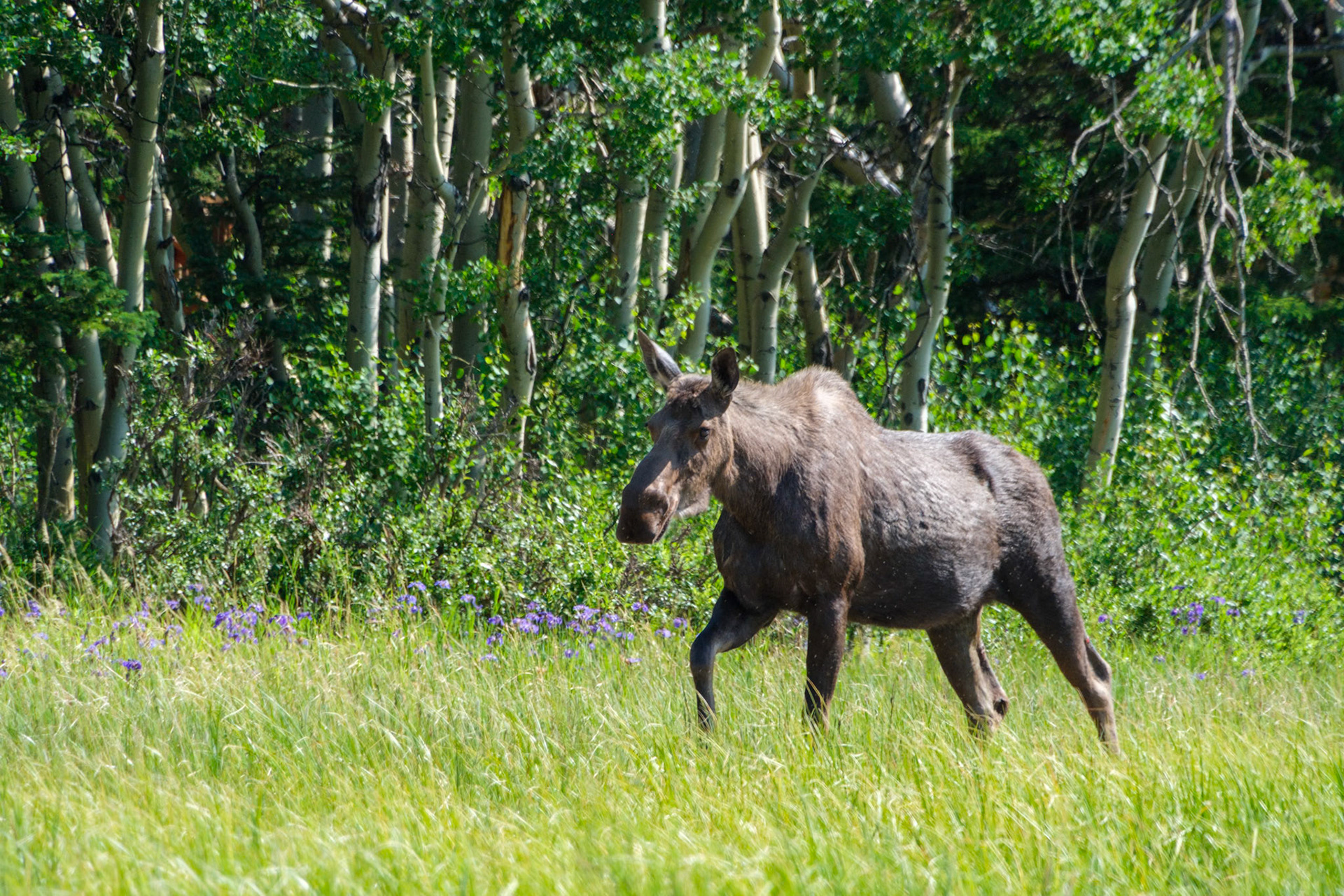 Moose in Otto Lake, Healy, Alaska