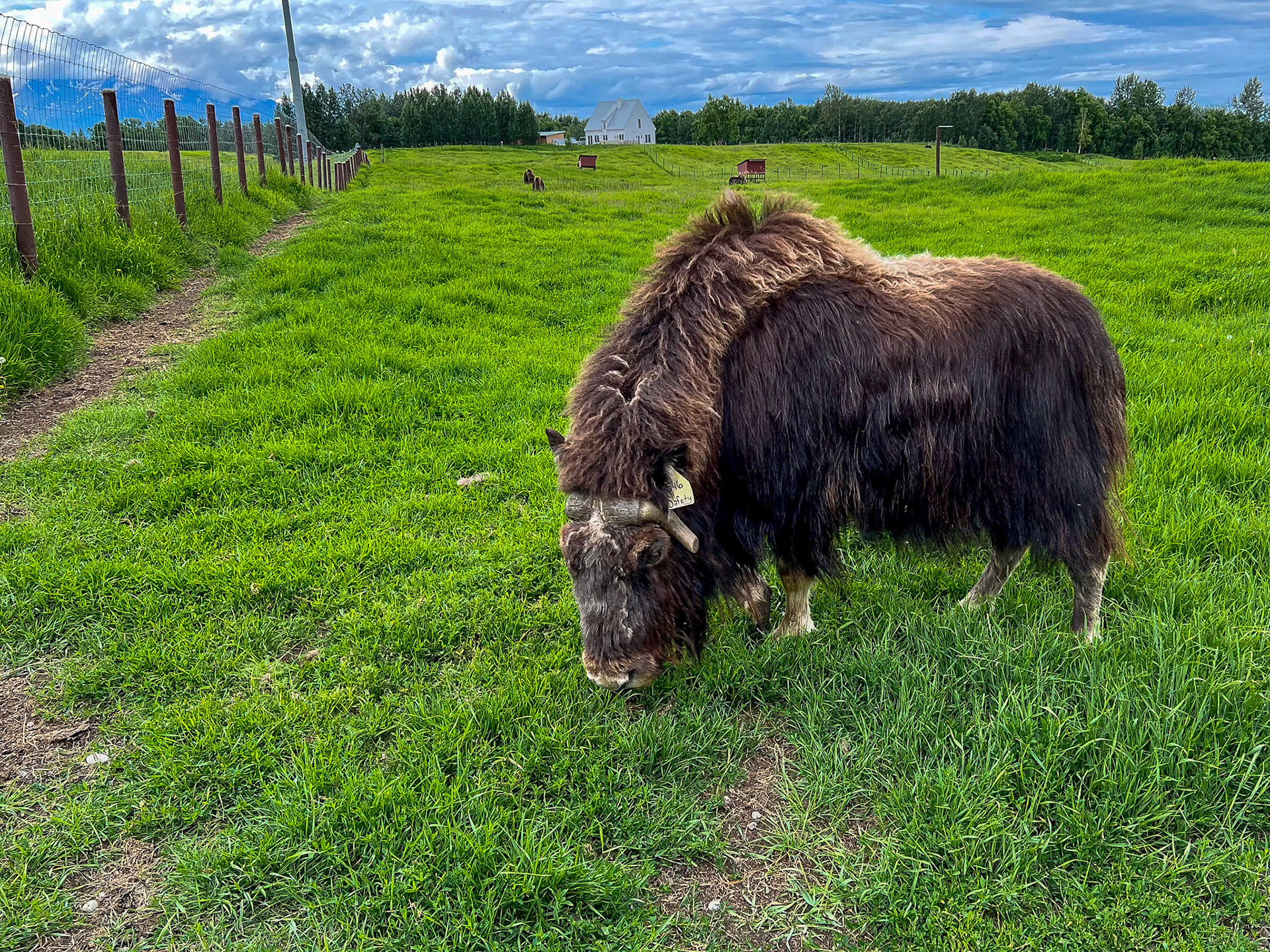 Musk ox farm, Seward, Alaska