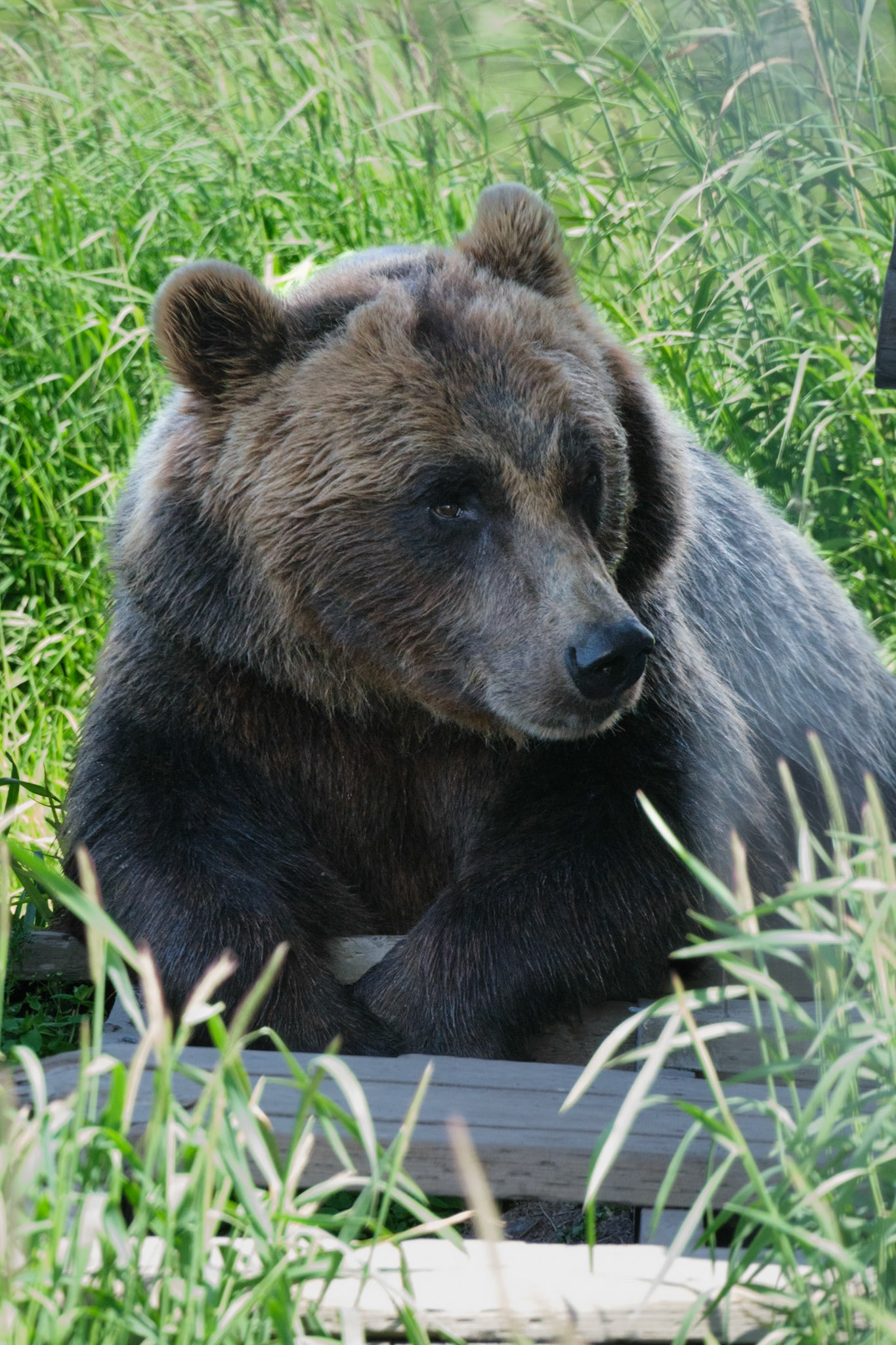 Black Bear at the Alaska Wildlife Conservation Center