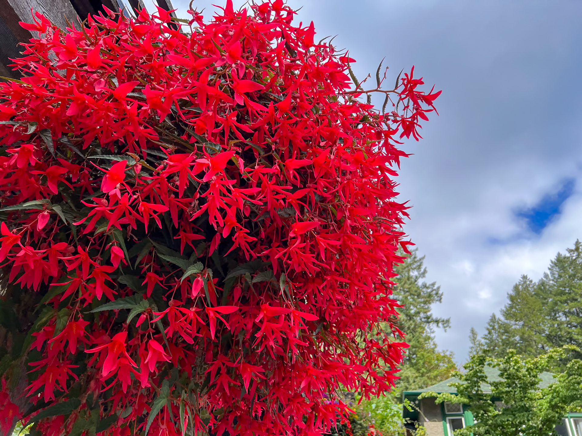The Buchart Gardens, Victoria