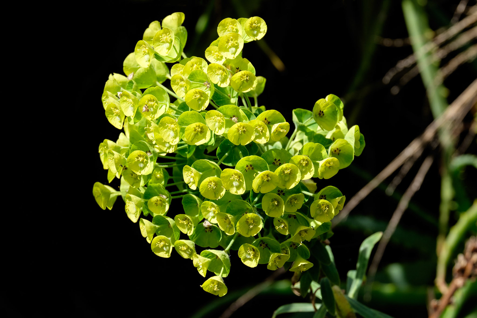 San Francisco Botanical Garden
