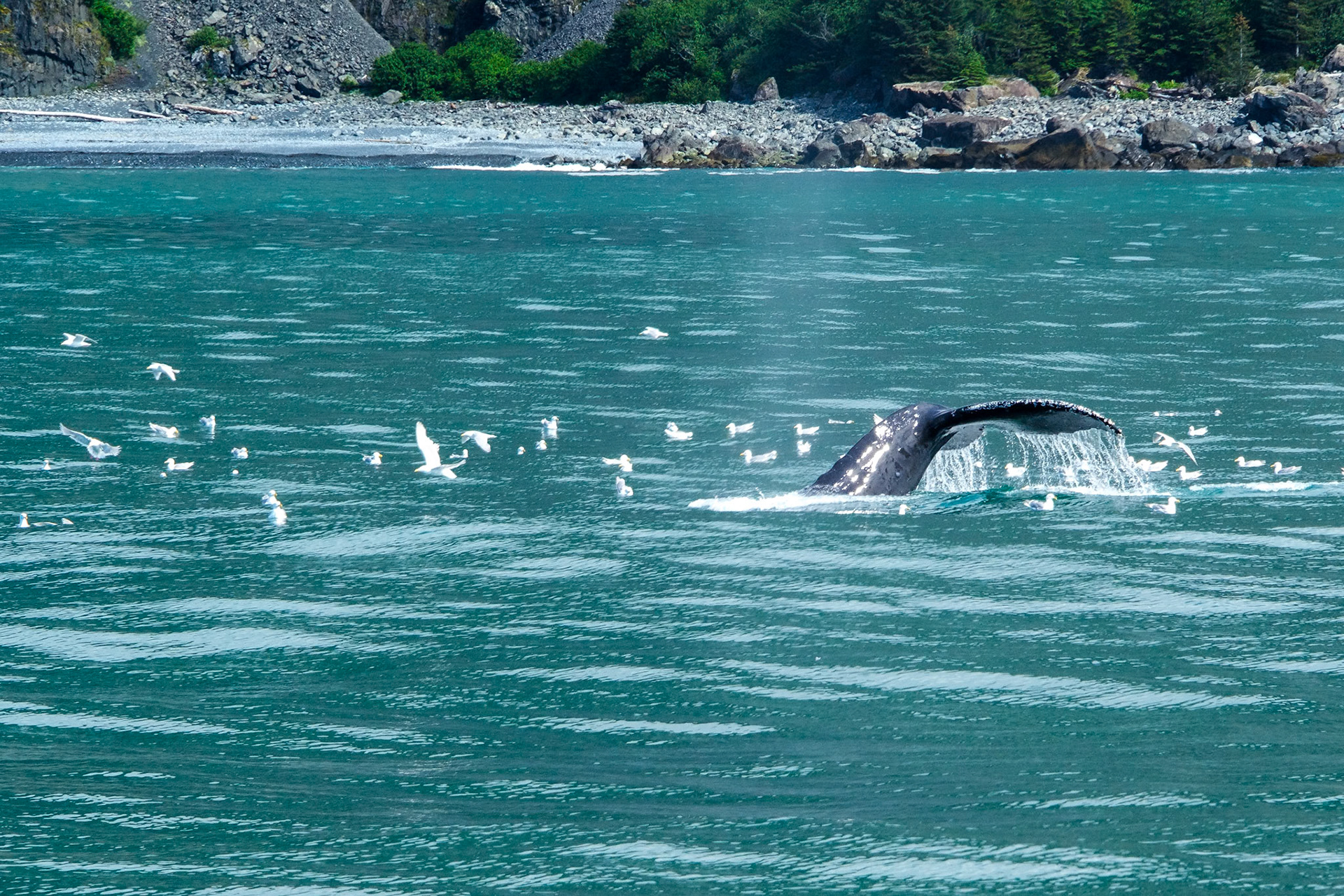 Humpback whales cooperative feeding.