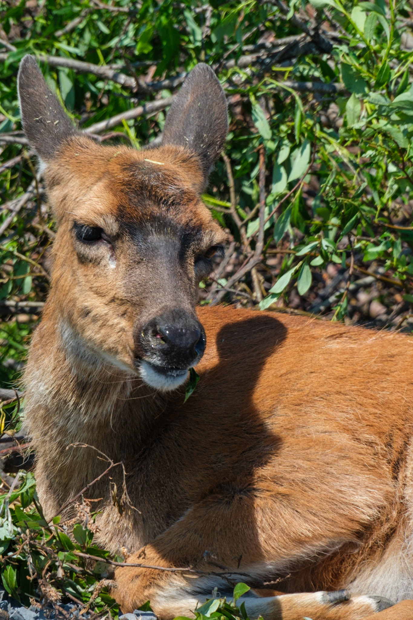 Marsh Deer at the Alaska Wildlife Conservation Center