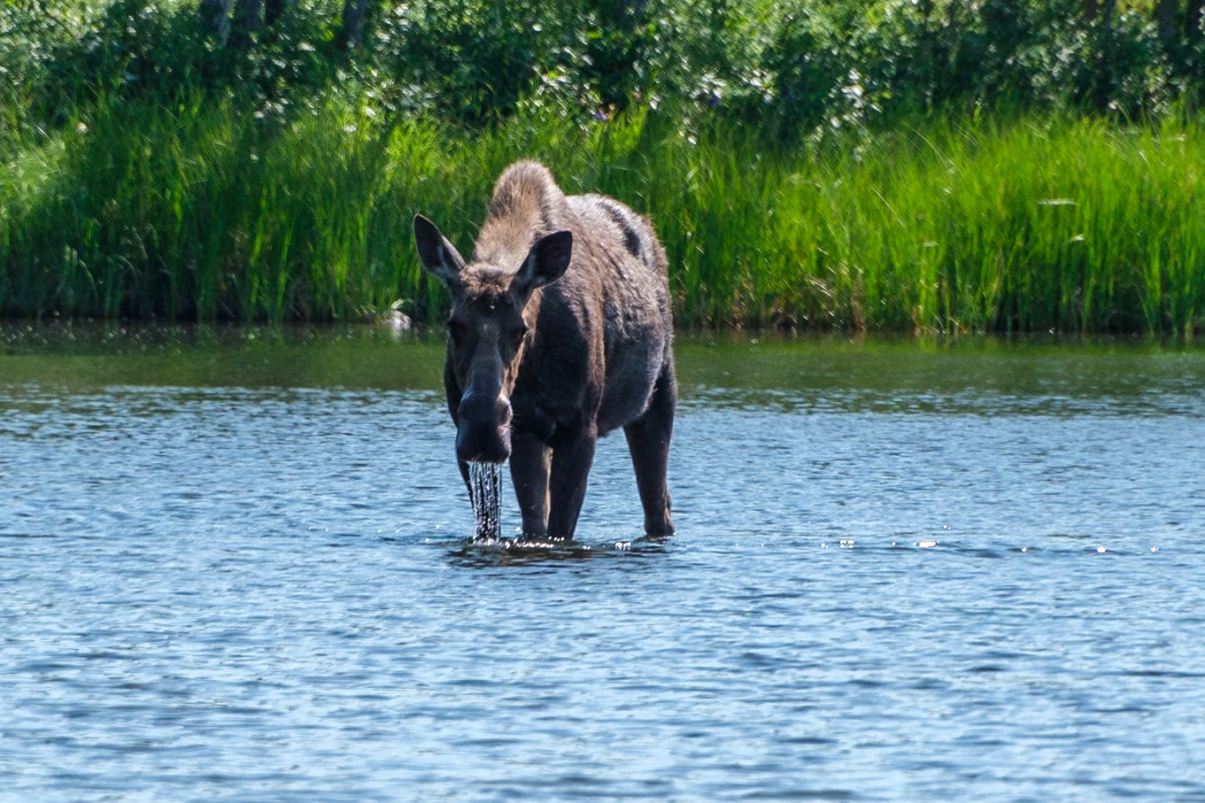 Moose in Otto Lake, Healy, Alaska