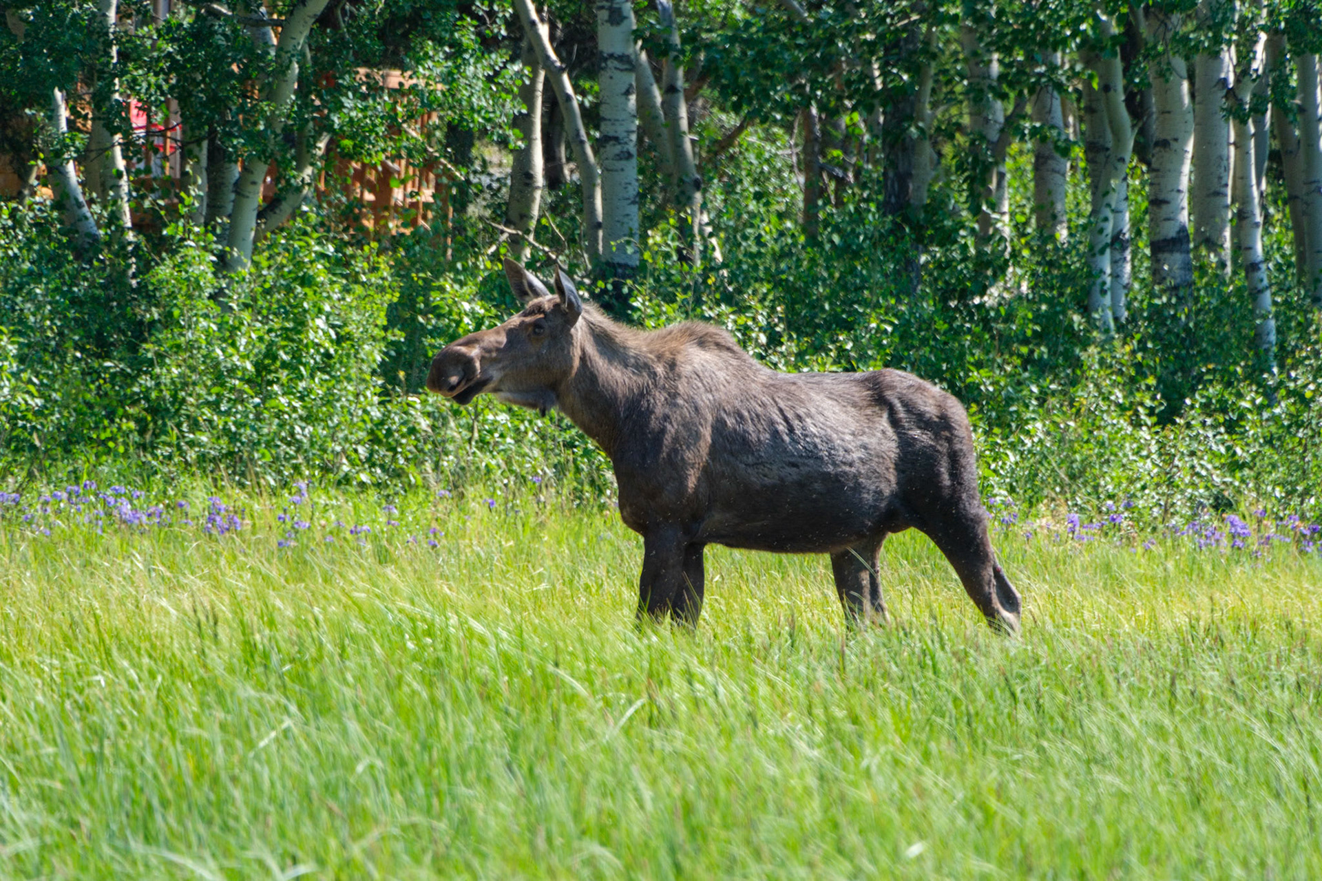 Moose in Otto Lake, Healy, Alaska