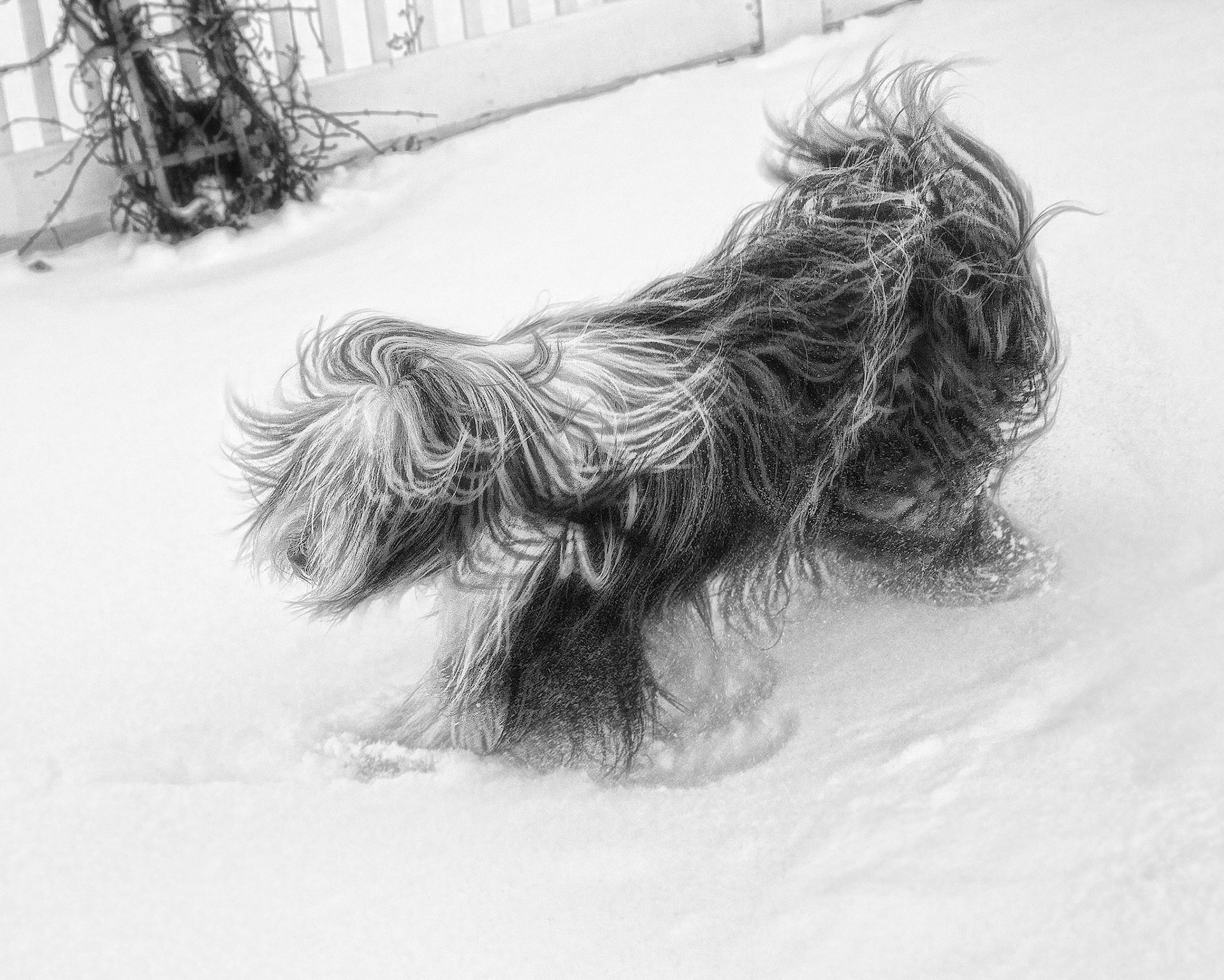 Snow Hound