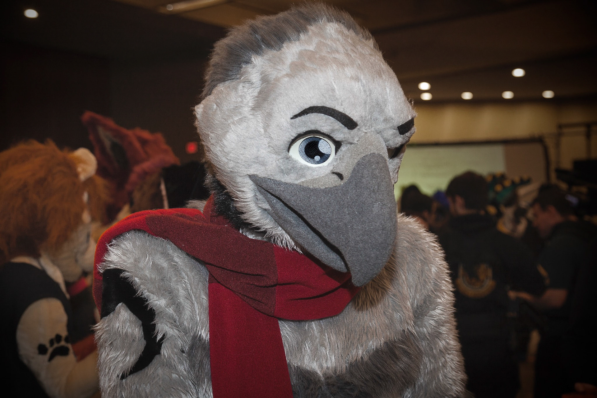 Male Pattern Baldness Eagle