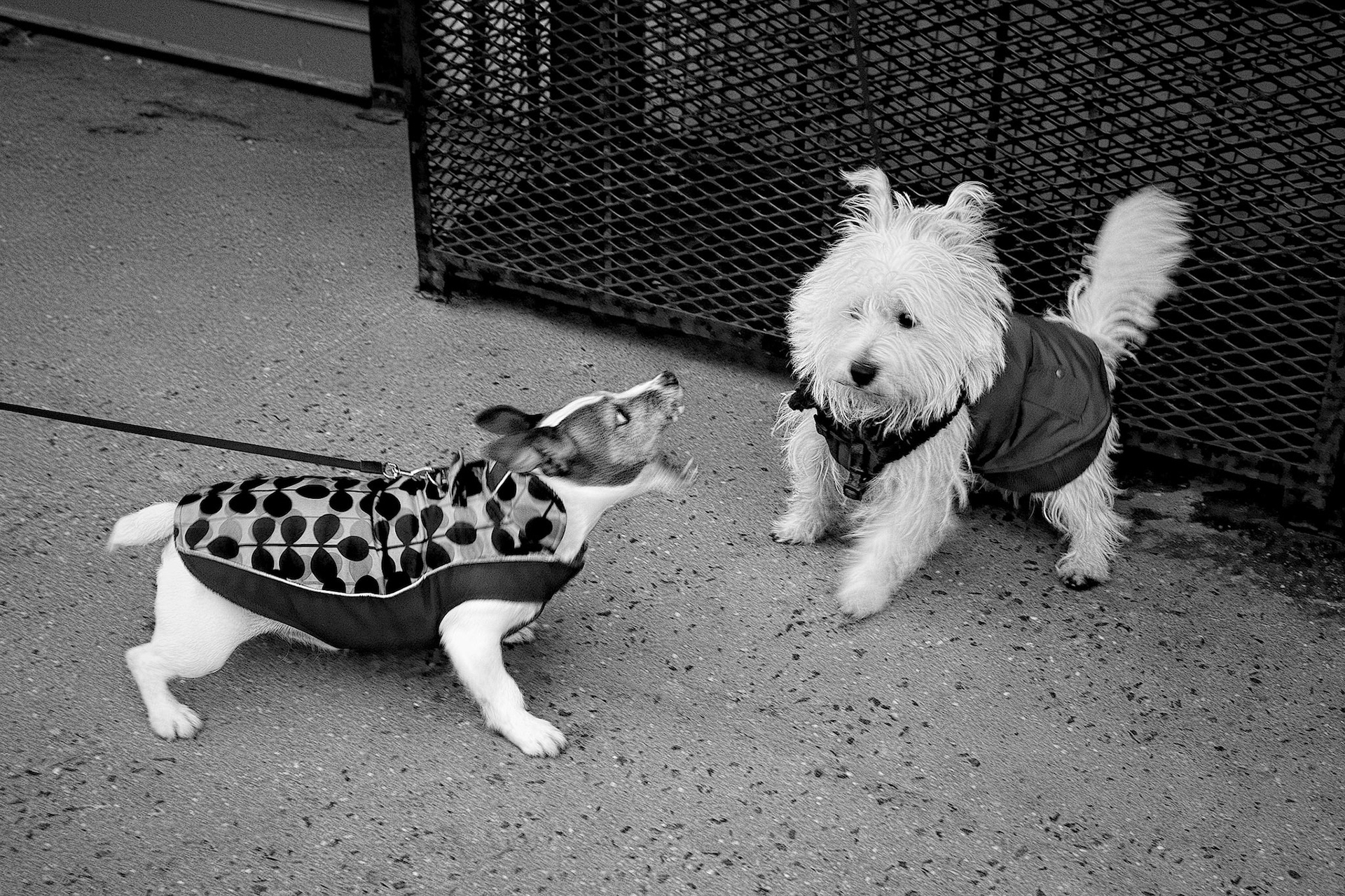 Can't We Dogs Just Get Along?