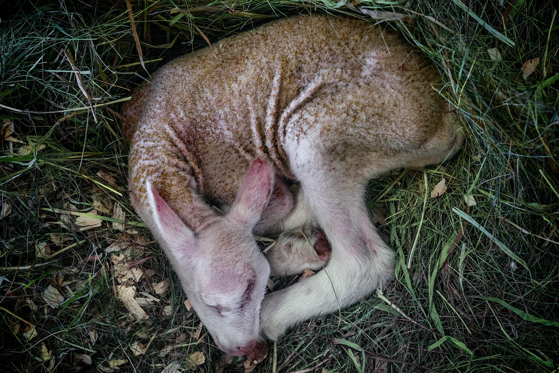 Now Behold the Lamb
