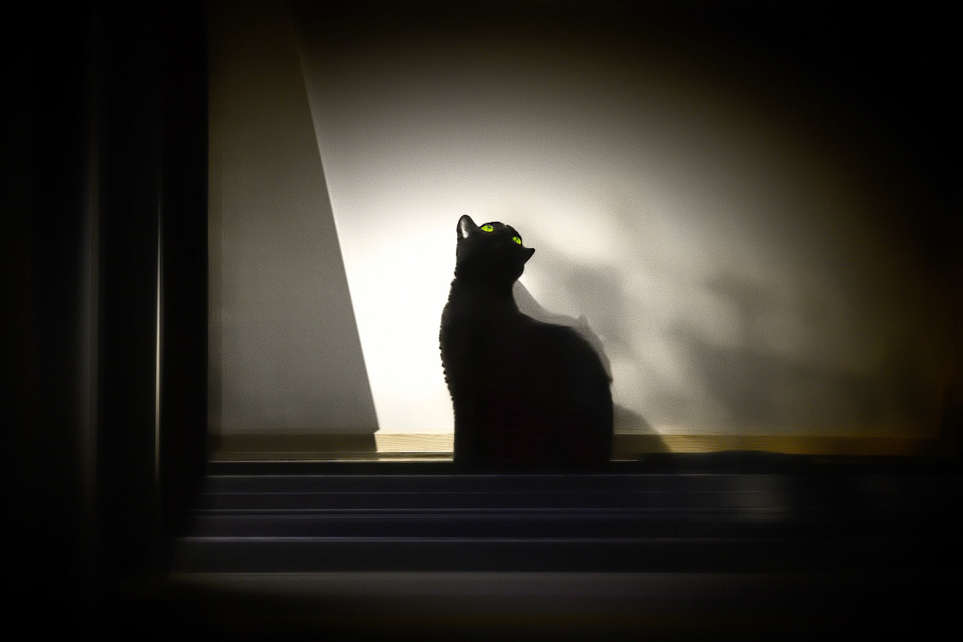 Inverted Cat