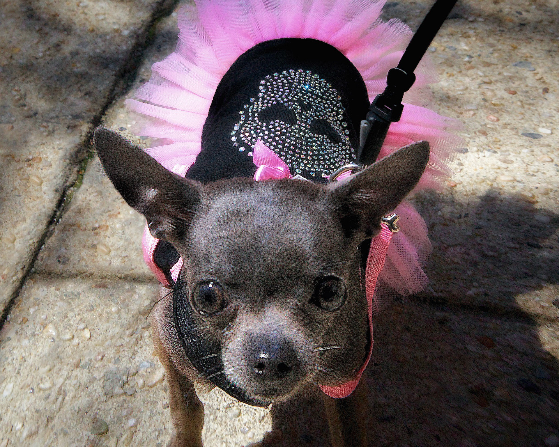 ¡Ay Chihuahua!