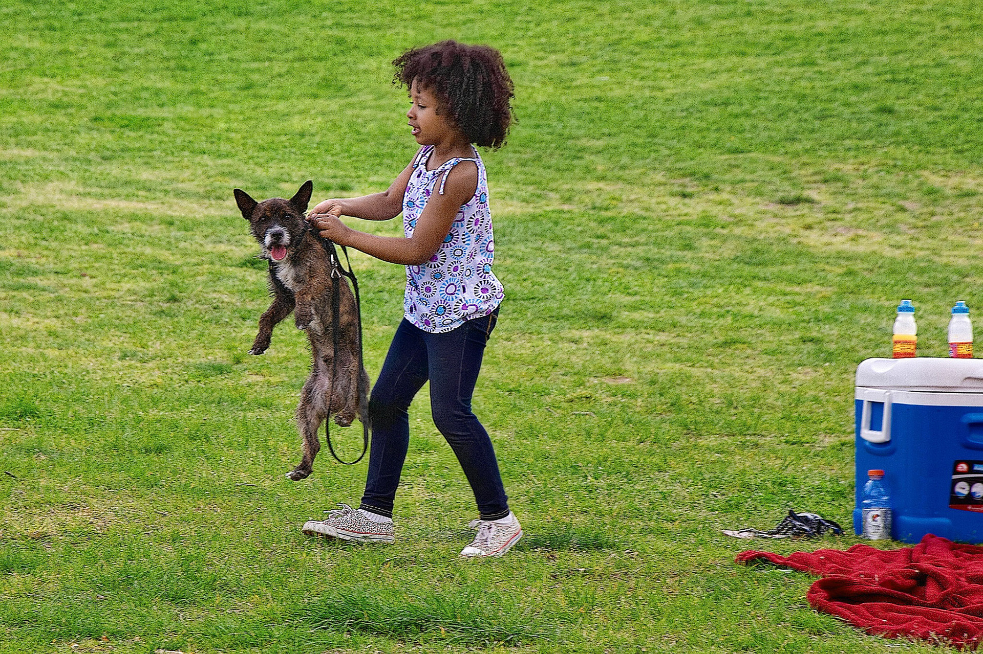 Dog Lift