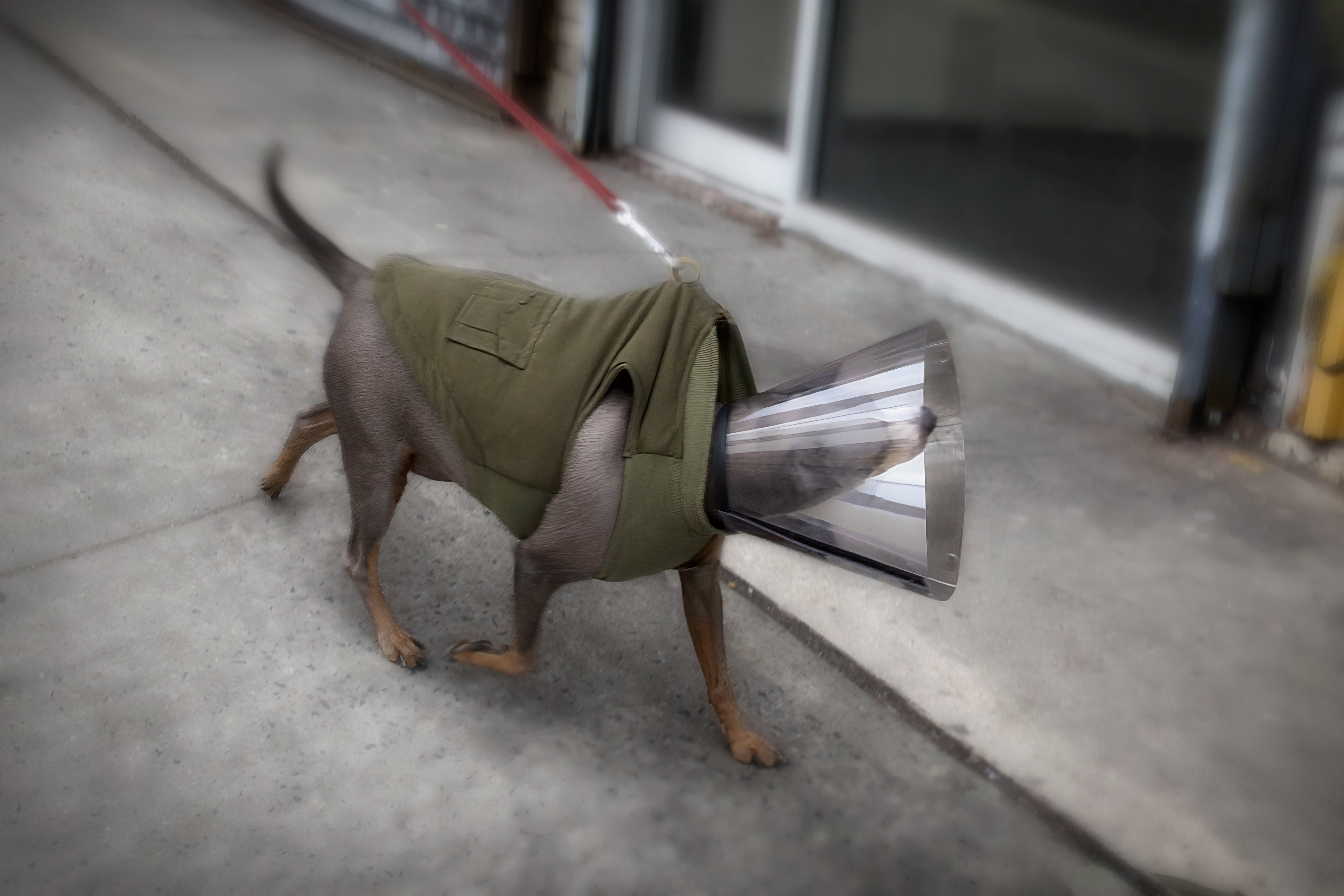 Ground Control to Major Dog